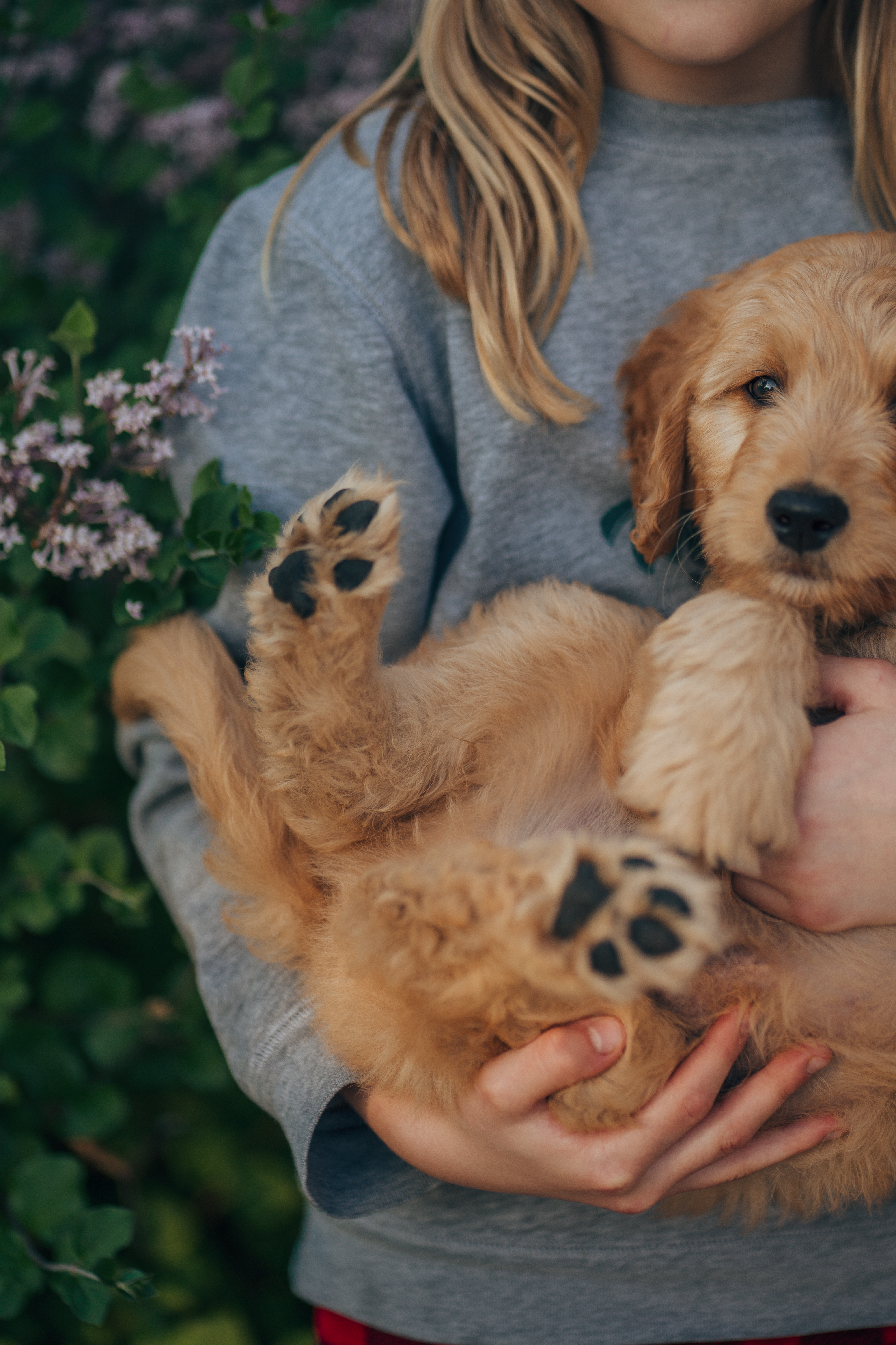 person-holding-puppy