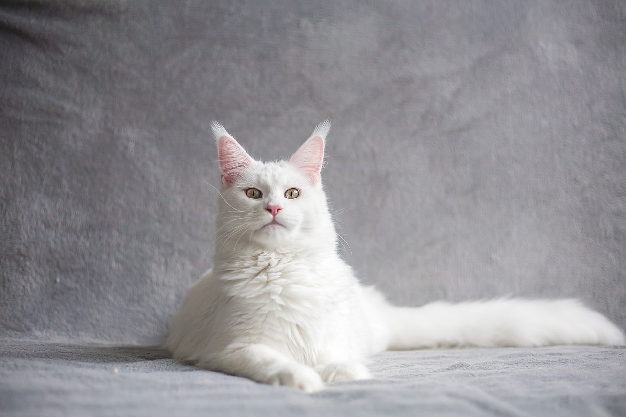white-maine-coon