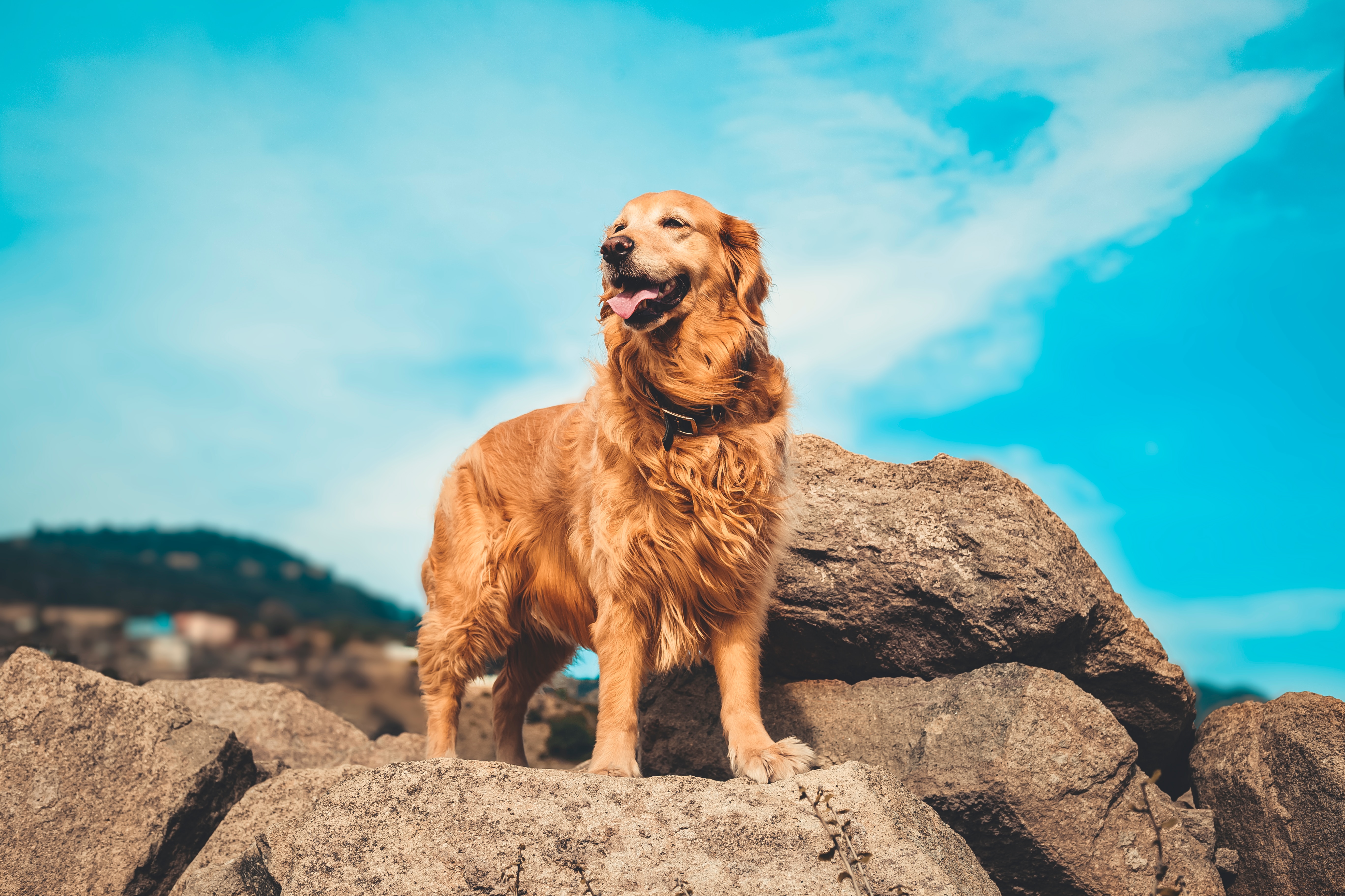 golden-retriever