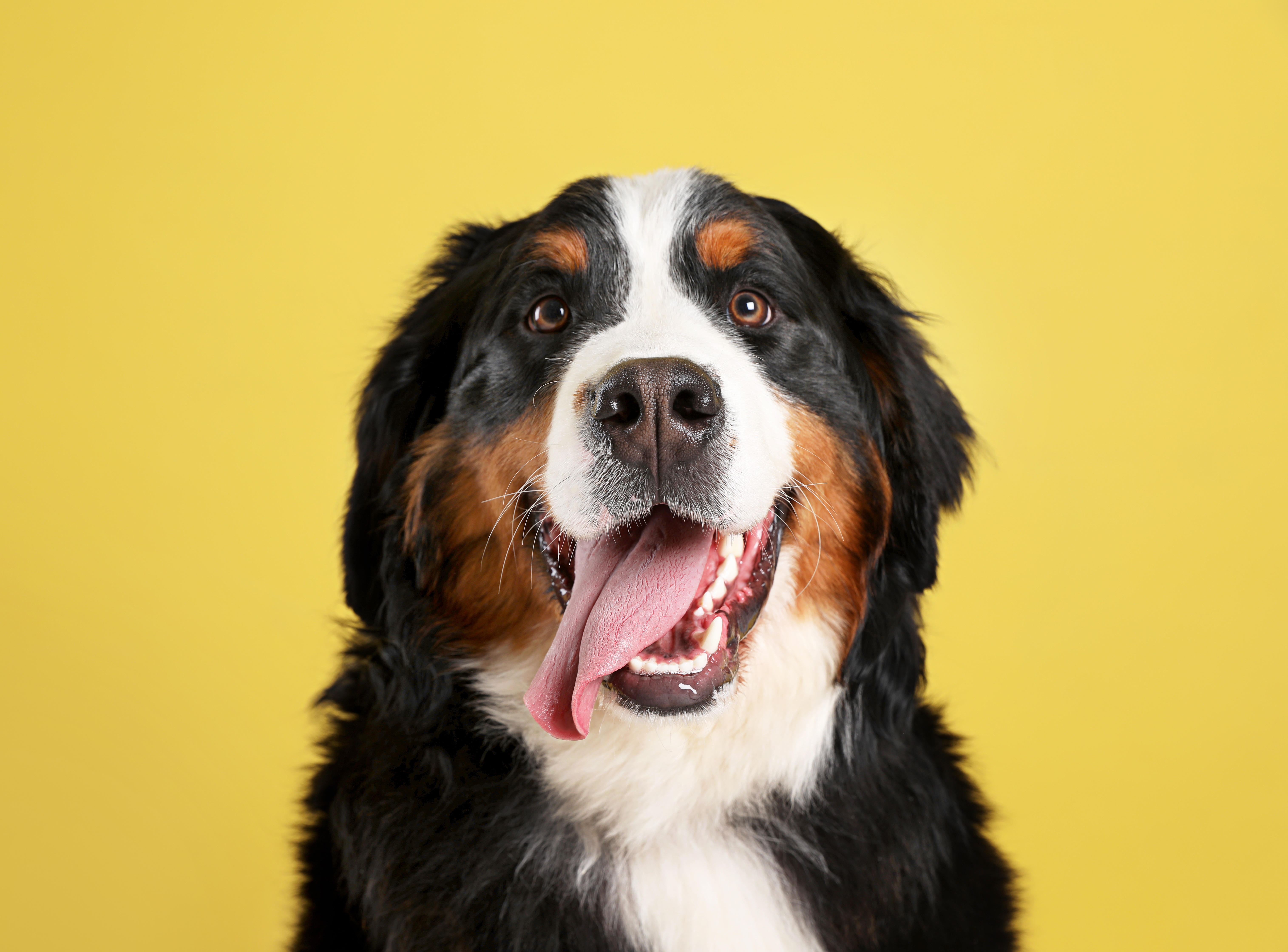 Body Language and Behavior in Dogs