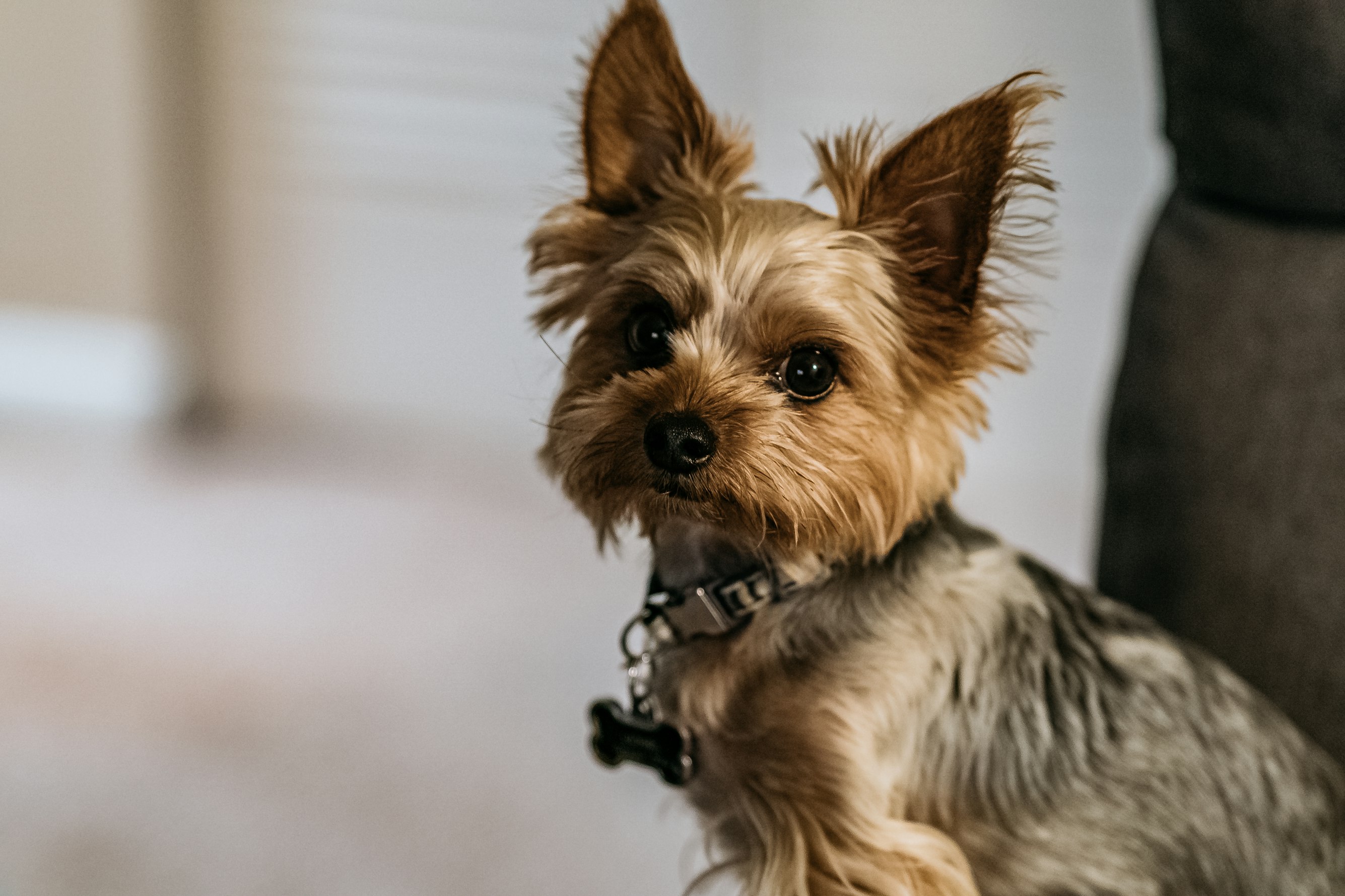 yorkshire-terrier