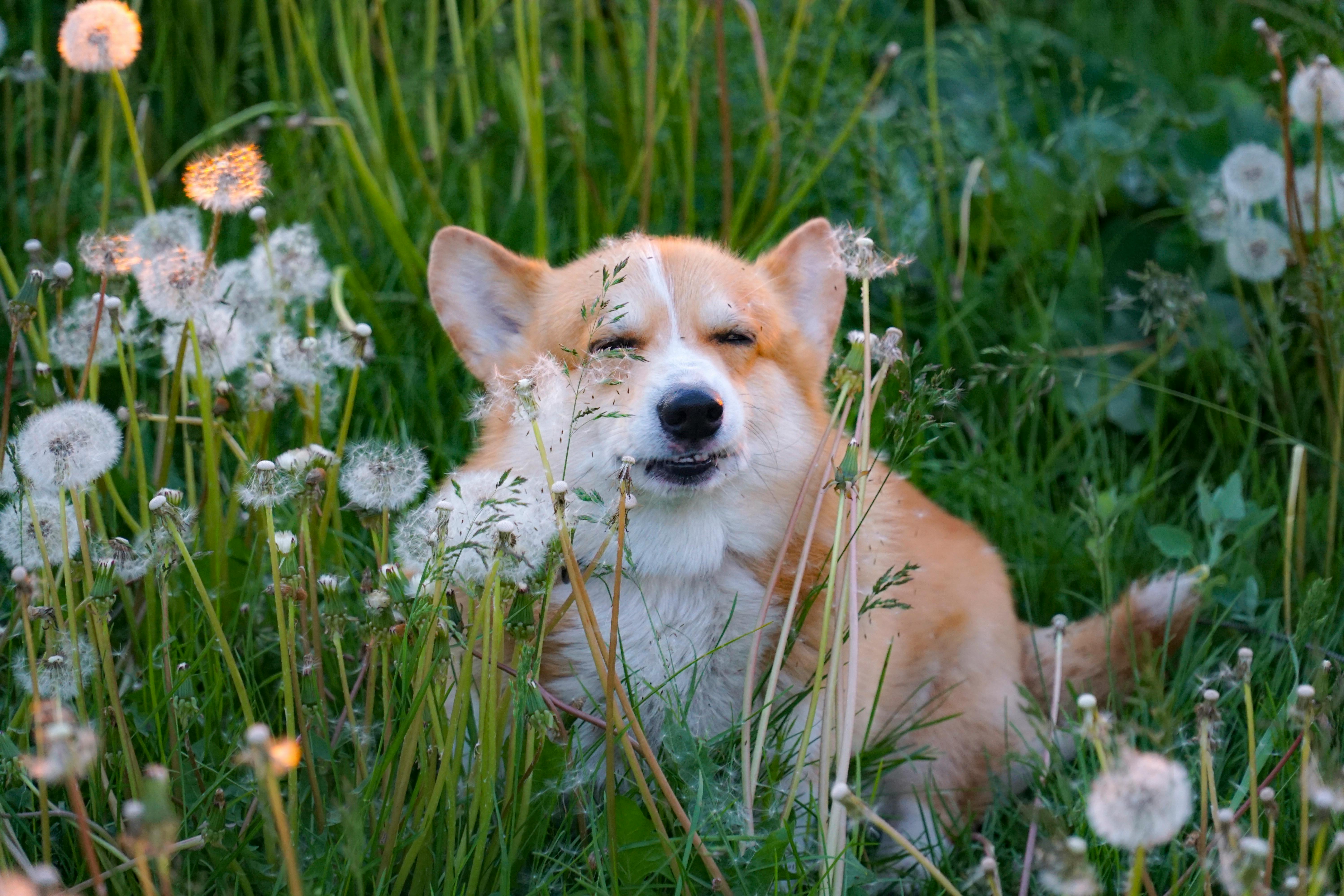 corgi-grass