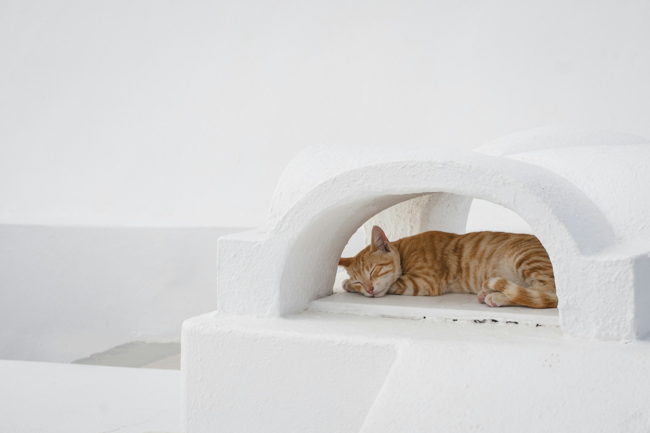 orange-cat-sleeping