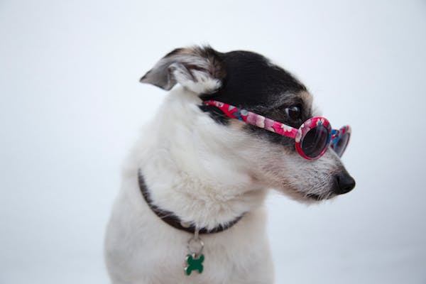 dog-sunglasses