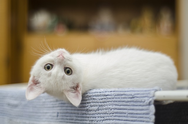 white-kitten