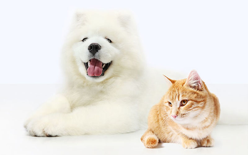 Pet Insurance for Cats Vs Dogs
