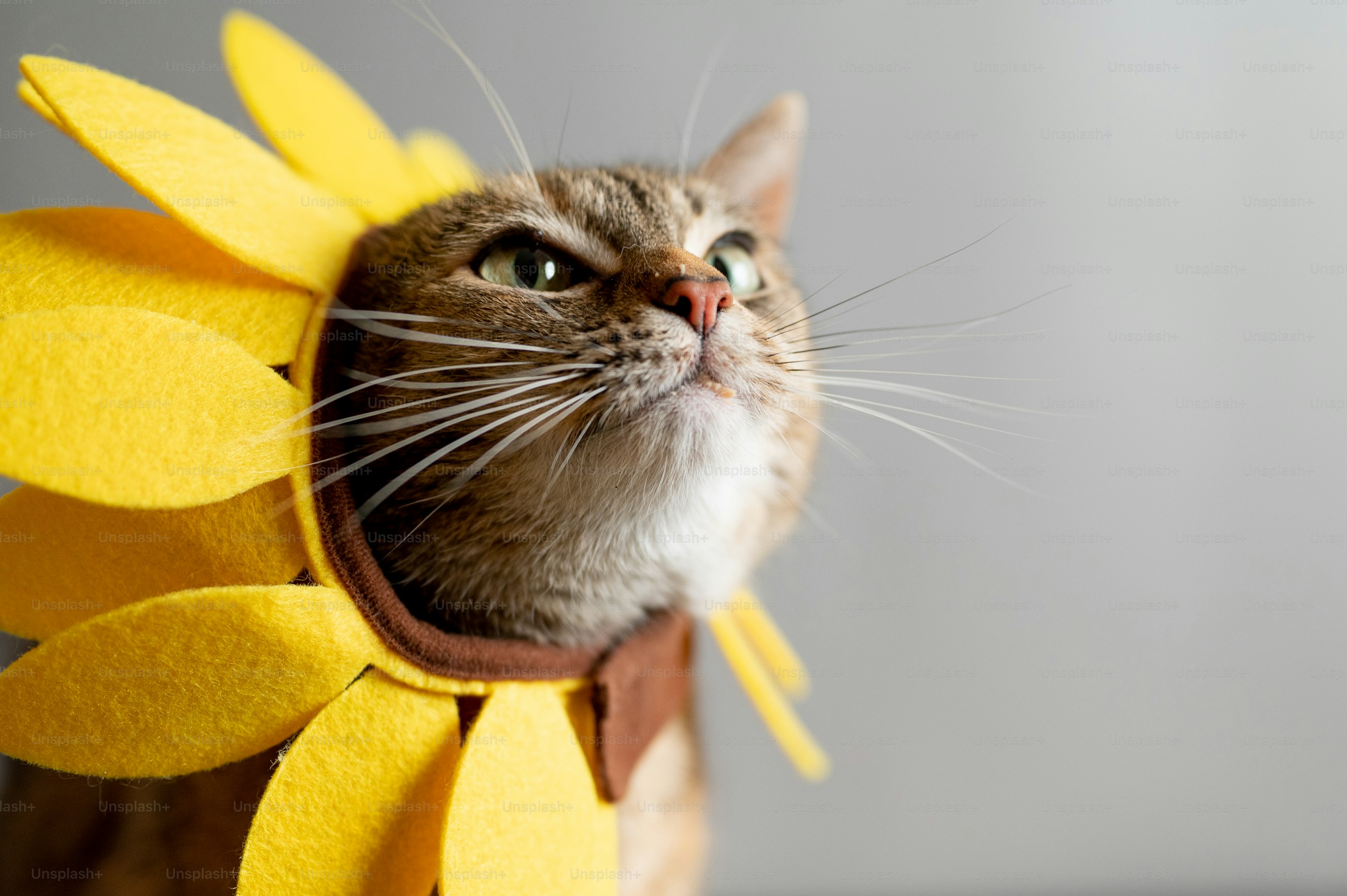 cat-sunflower