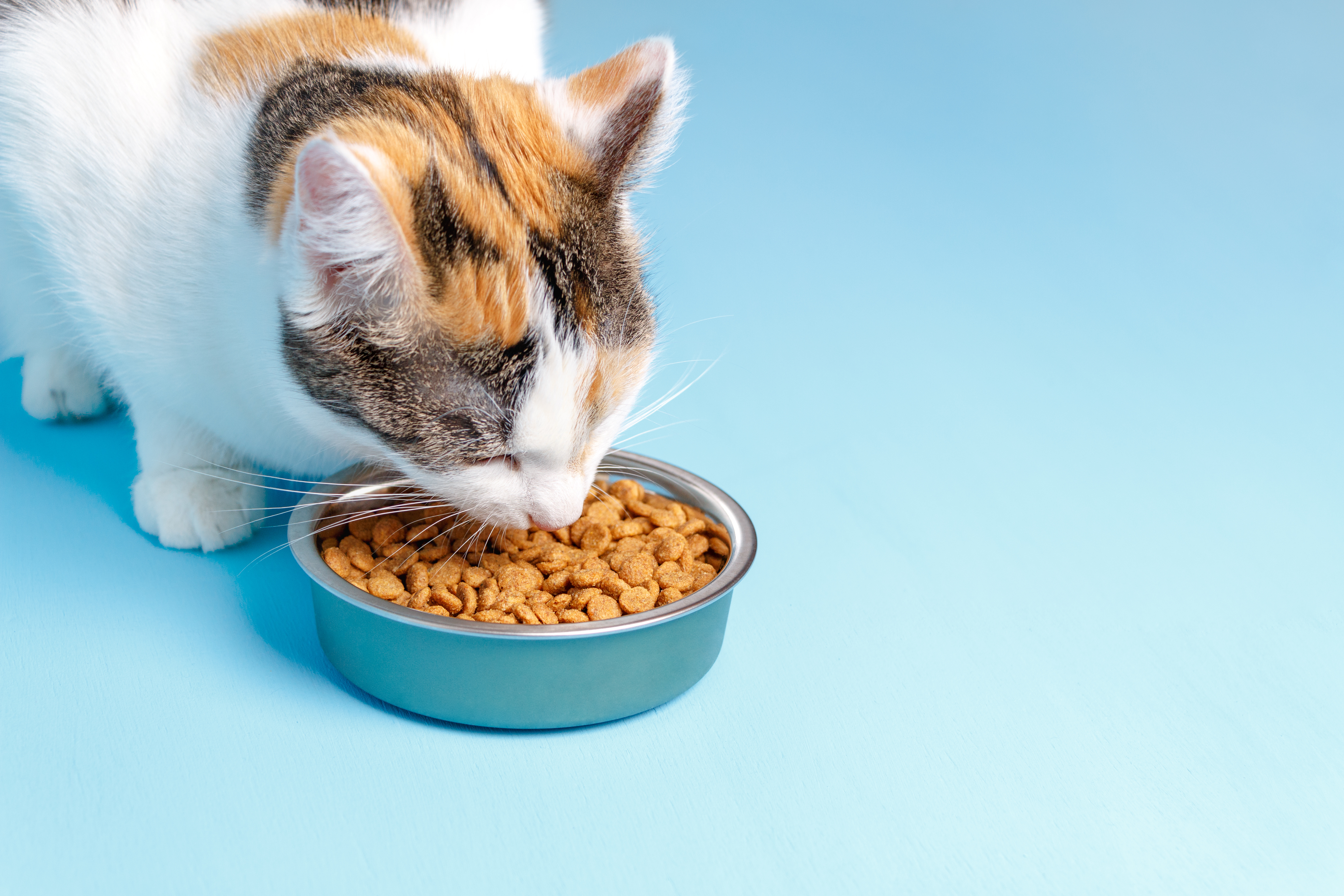 Nutritional Needs of Cats: Choosing the Right Diet for Optimal Health