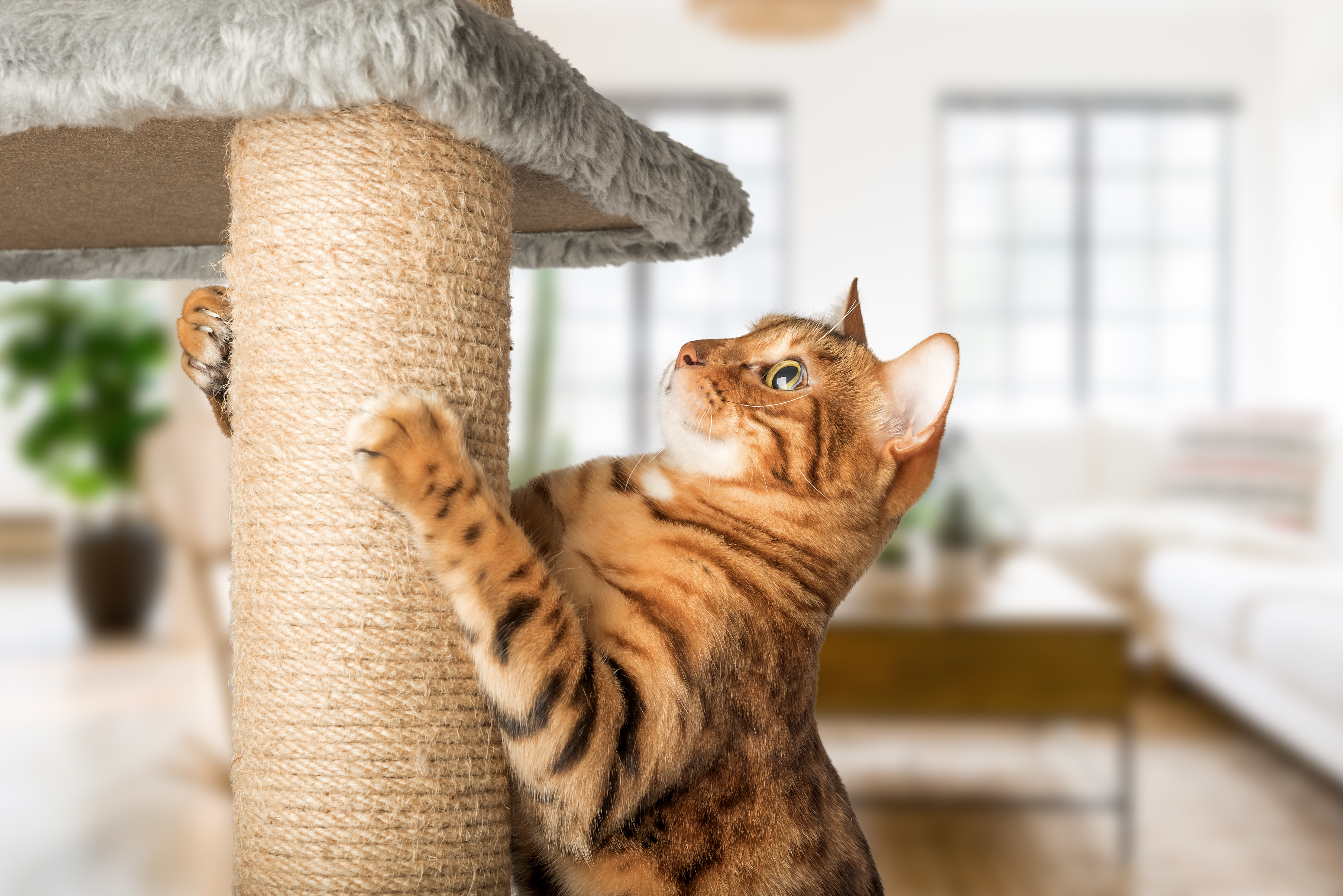 Creating a Cat-Friendly Home: Design Tips for a Happy Kitty