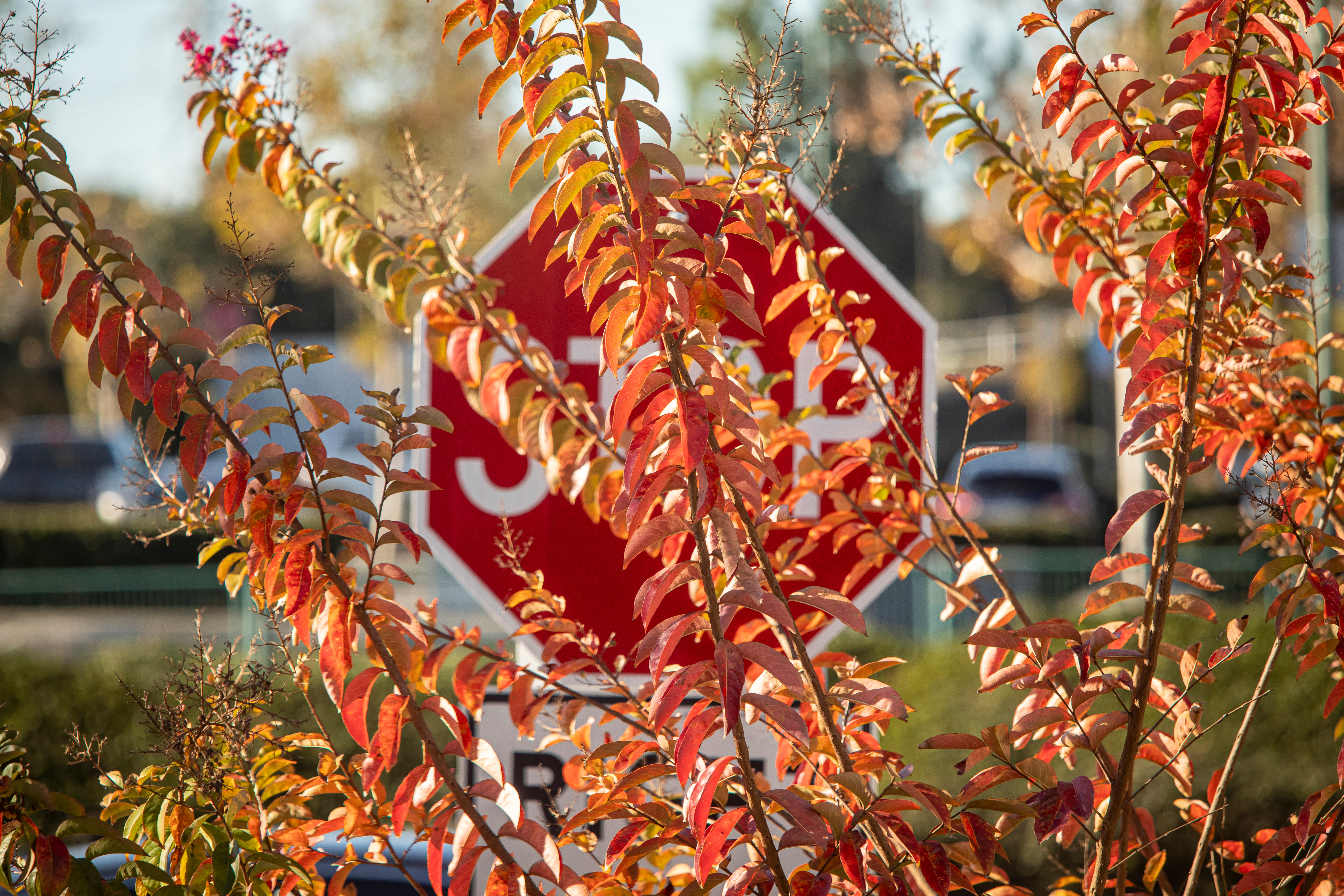 leaves-stop-sign