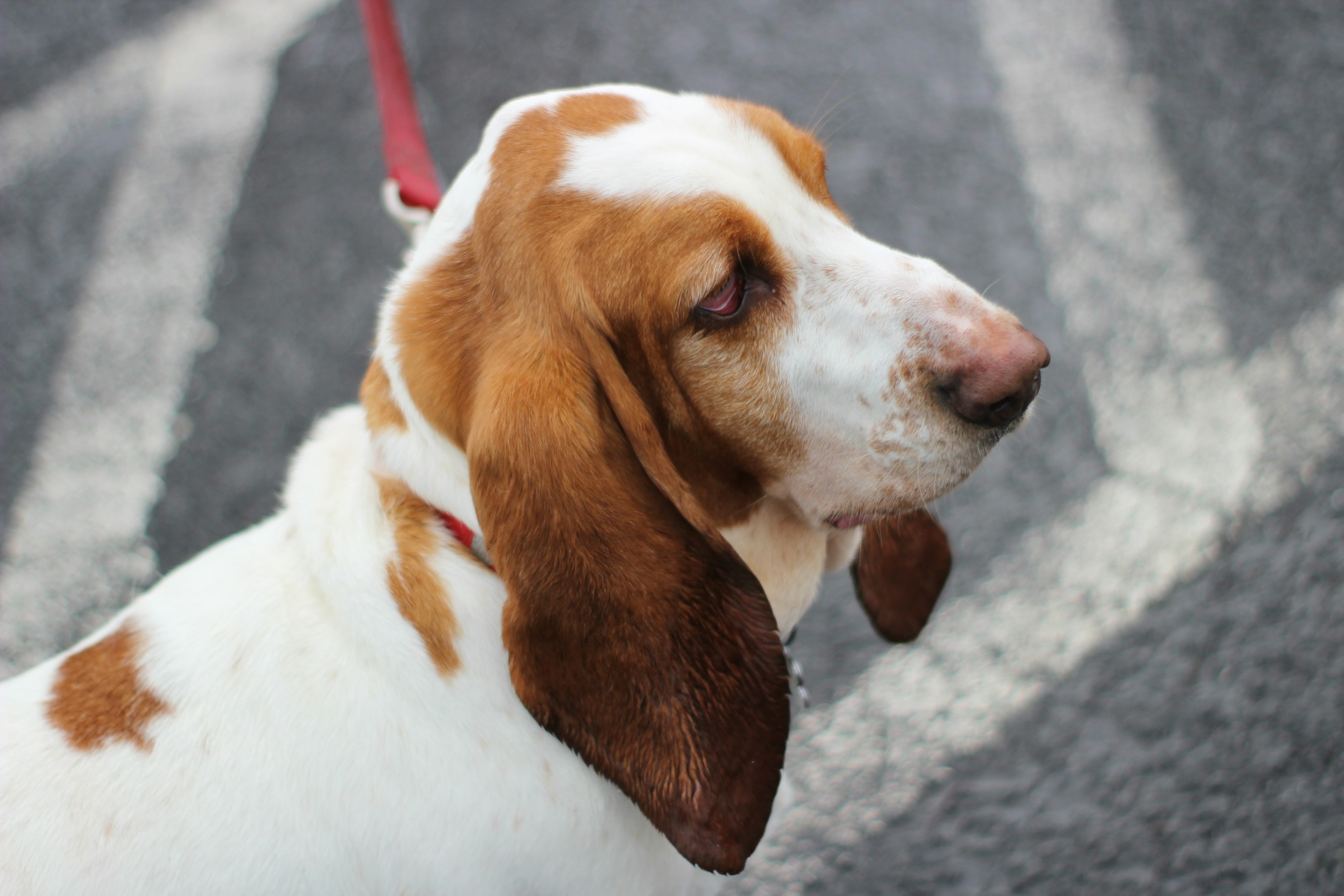 basset-hound