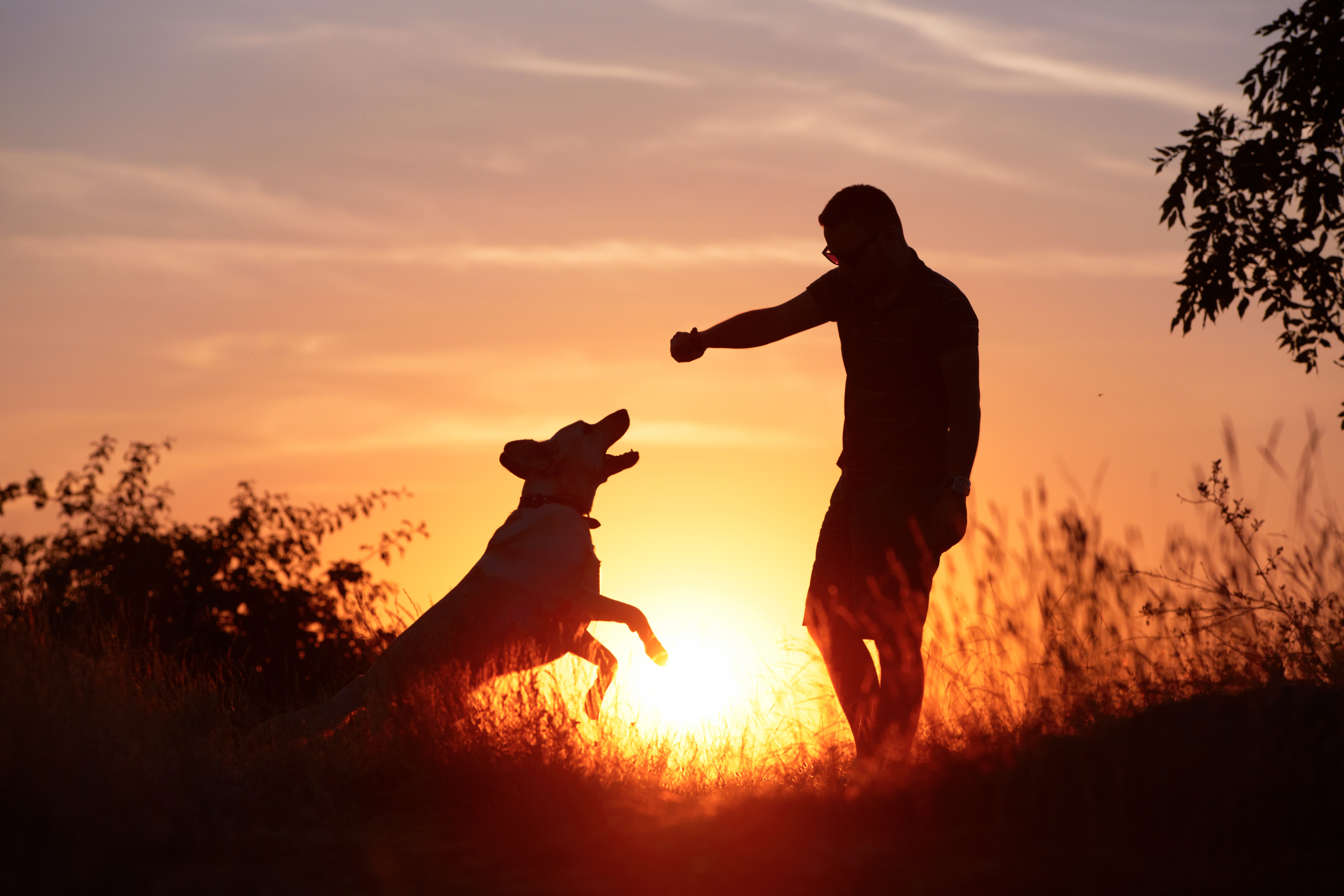 dog-person-sunset