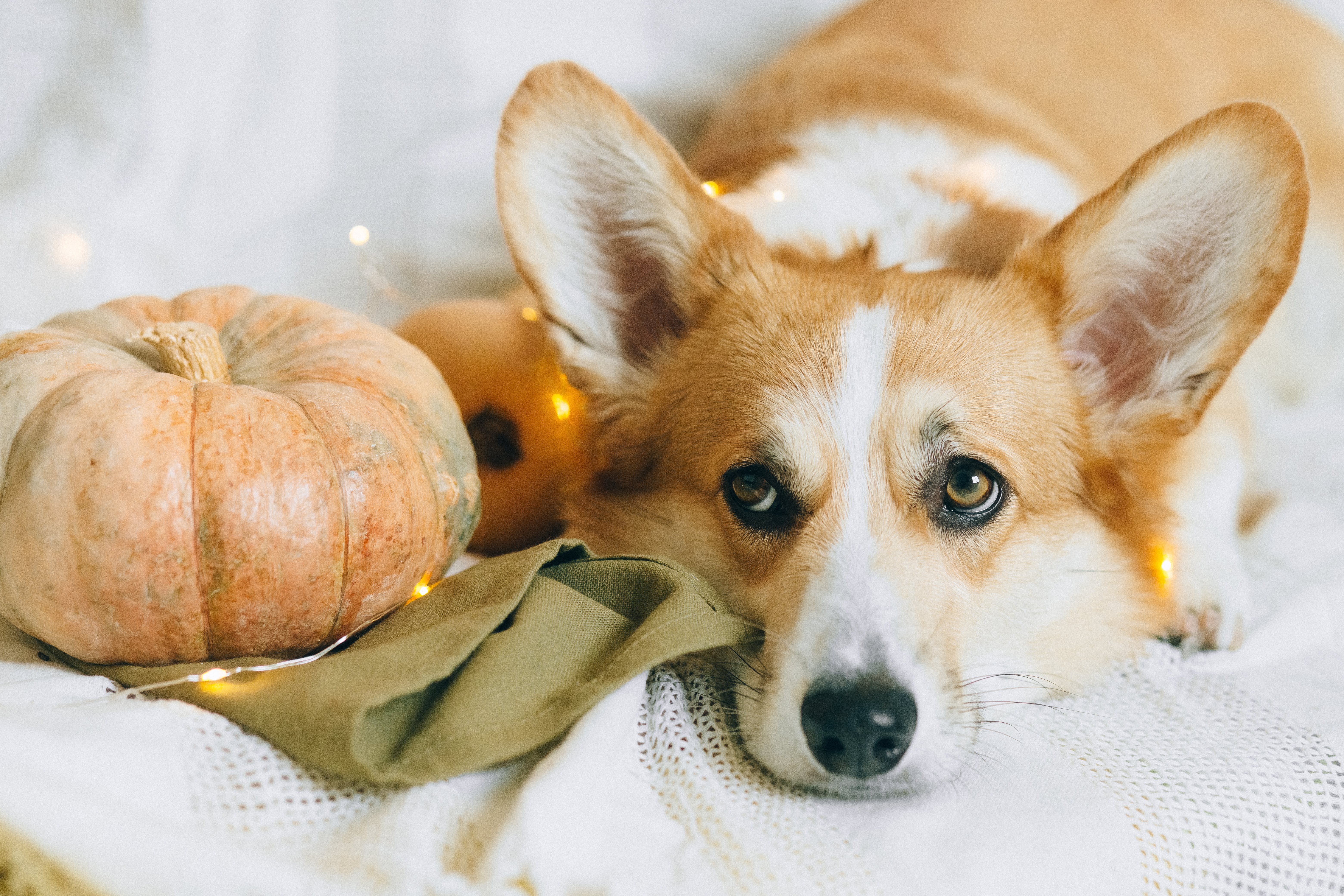 Pet Insurance for Pembroke Welsh Corgis