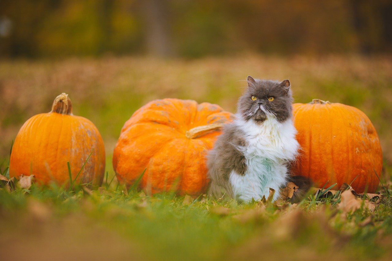 persian-cat-pumpkin-patch