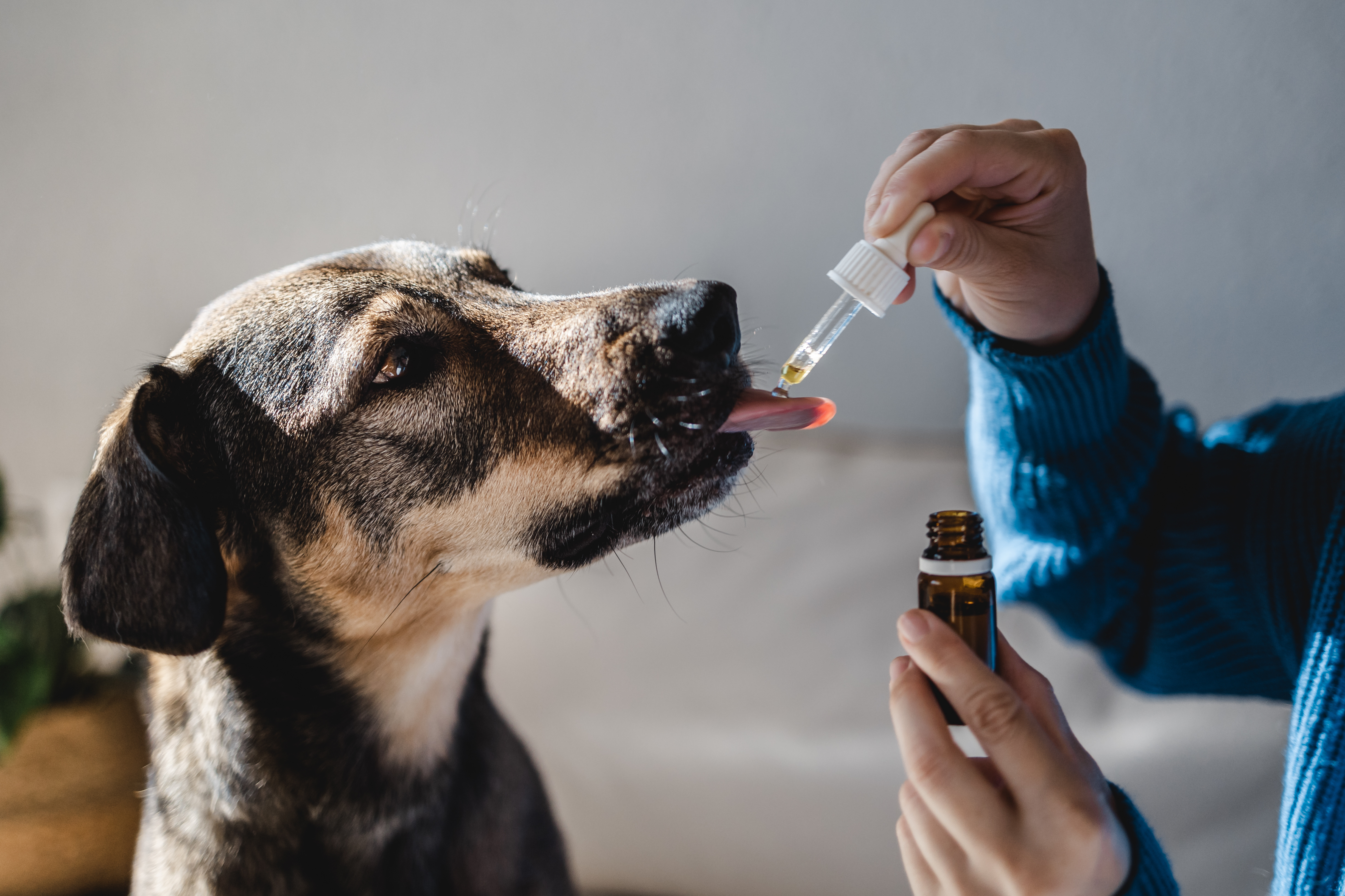 Types of Alternative Therapies and Treatments for Pets