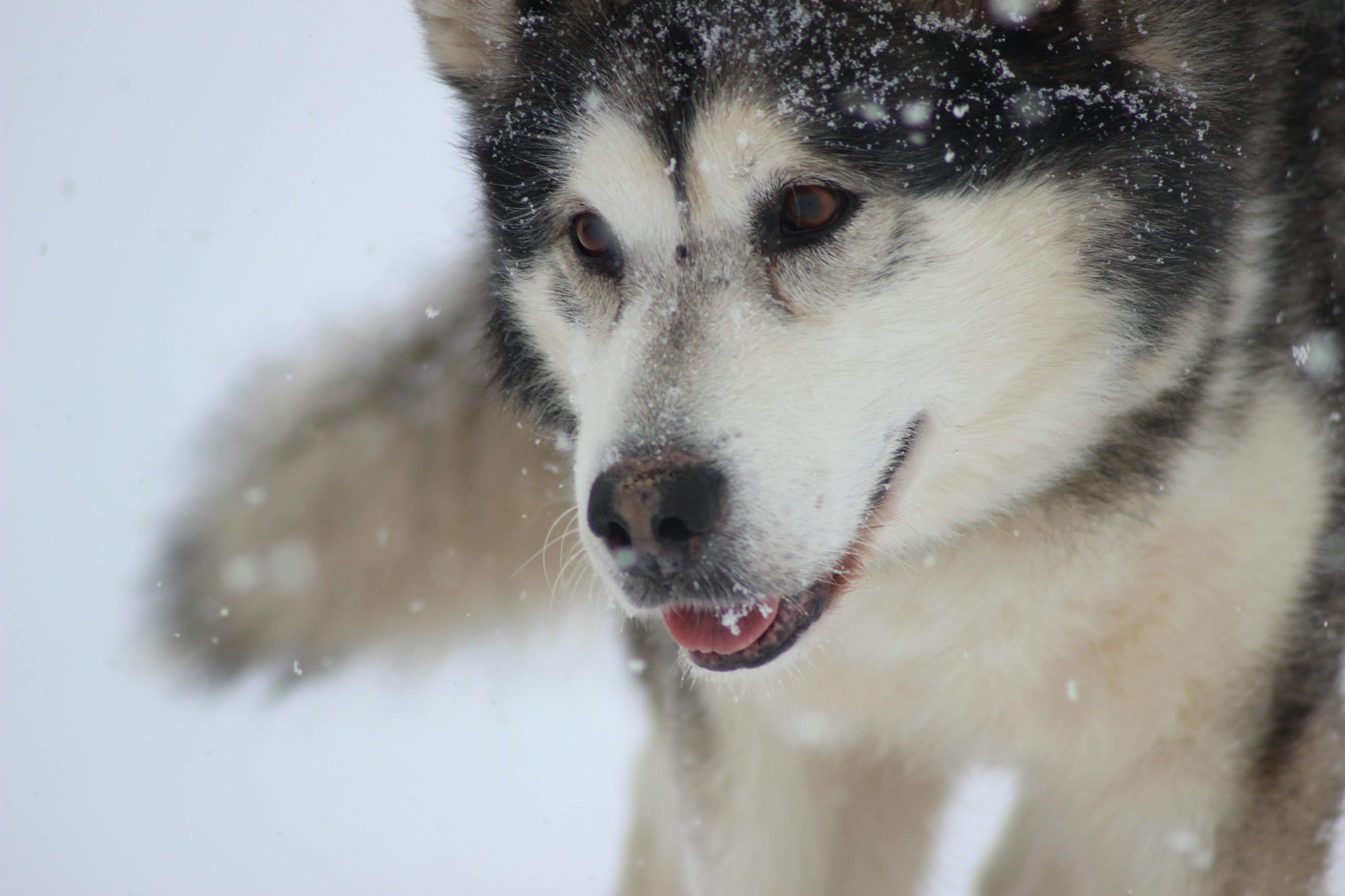 Breed-Specific Conditions and Pet Insurance for Alaskan Malamutes