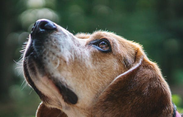How Much Does Dog Cataract Surgery Cost?
