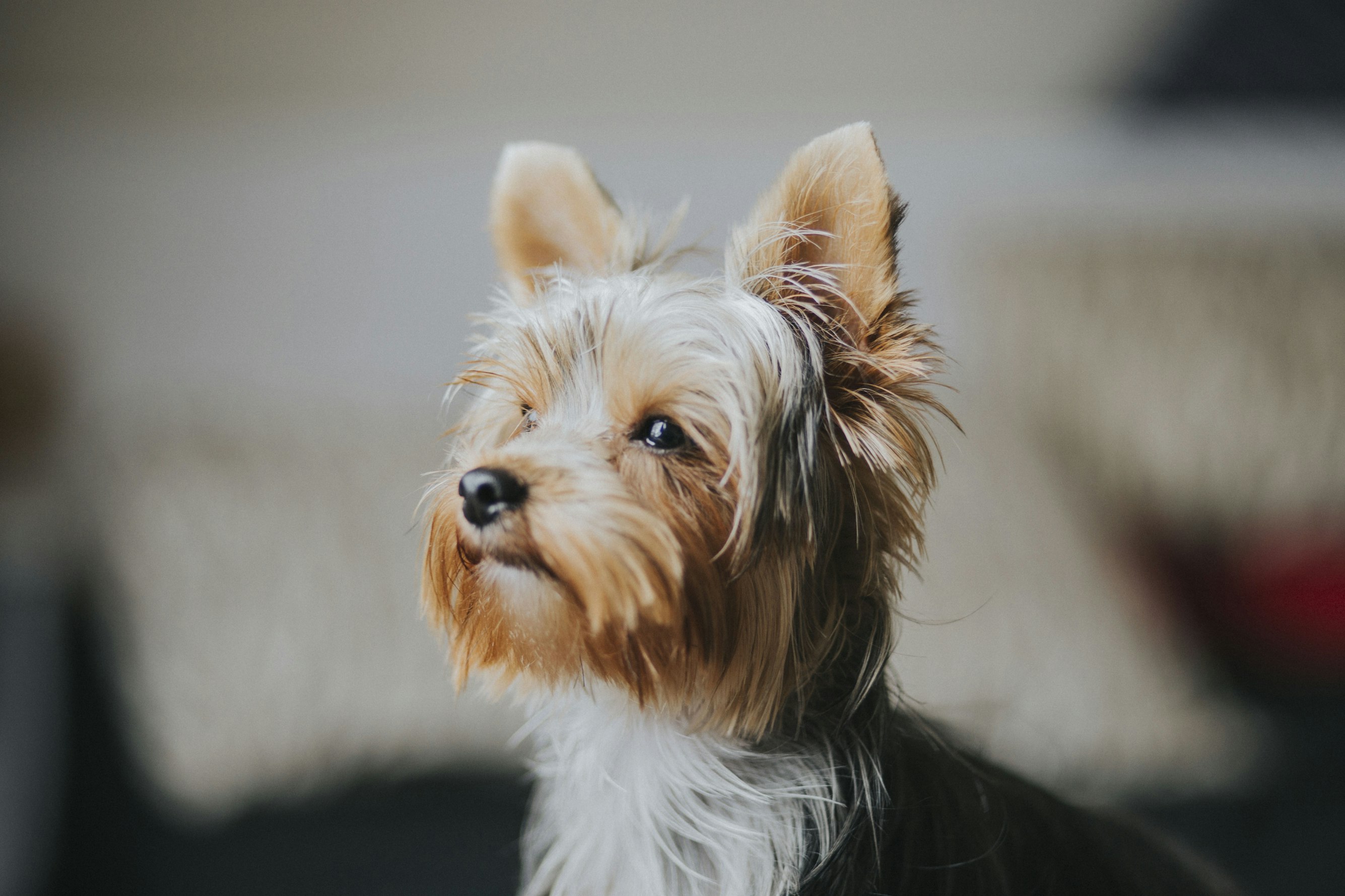 Breed-Specific Conditions and Pet Insurance for Yorkshire Terriers
