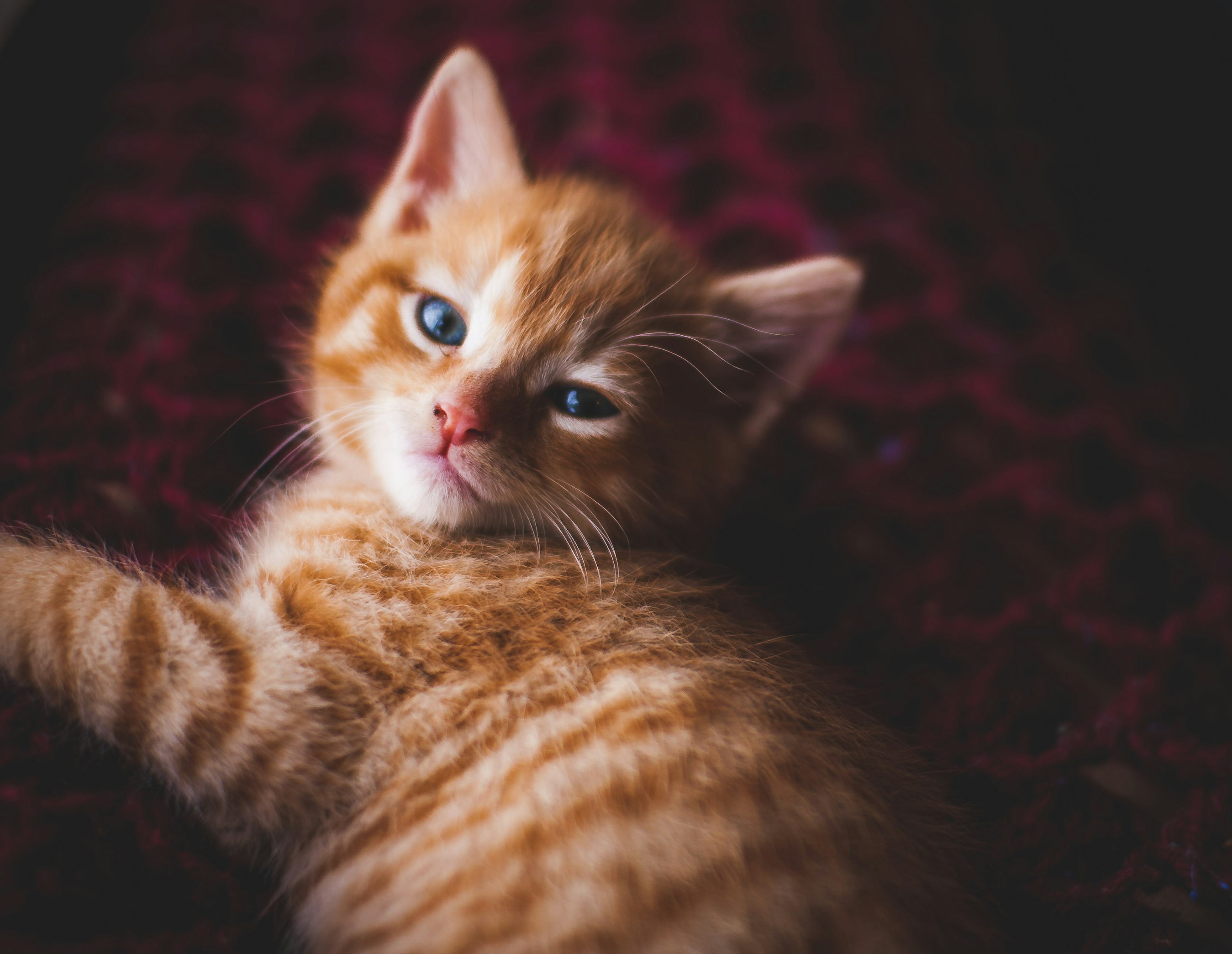 orange-kitten