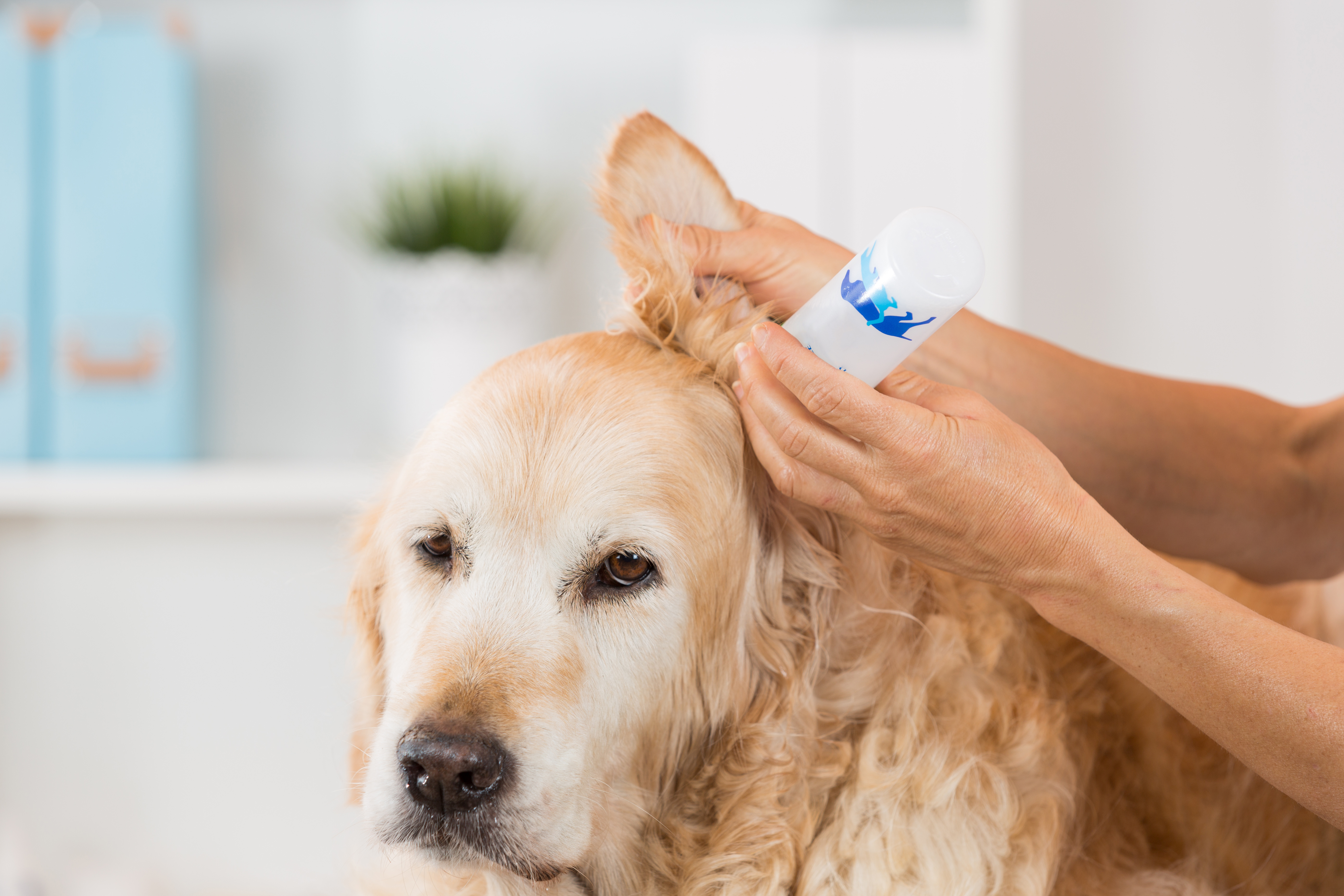 Bacterial Infections in Dogs