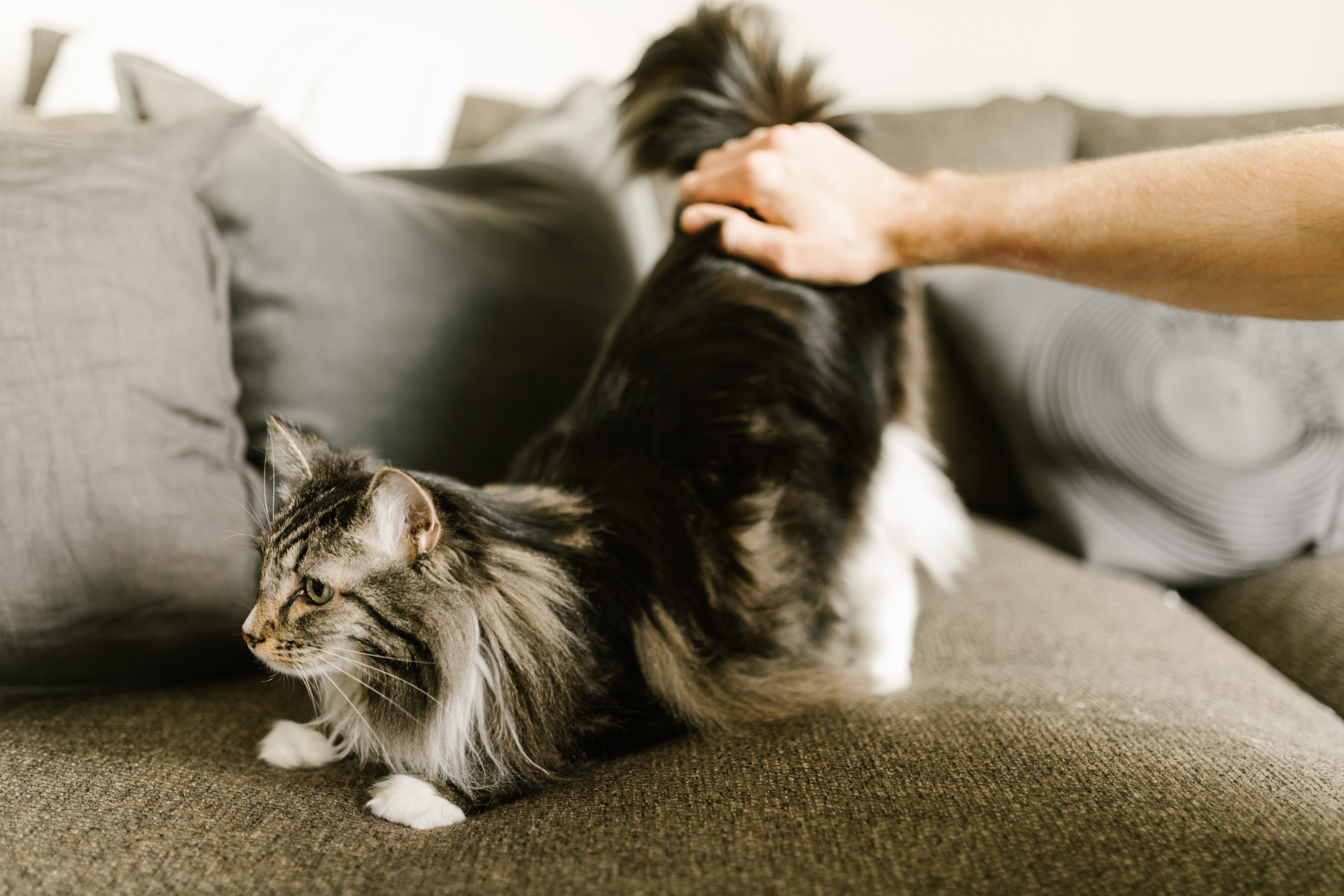 maine-coon-sofa