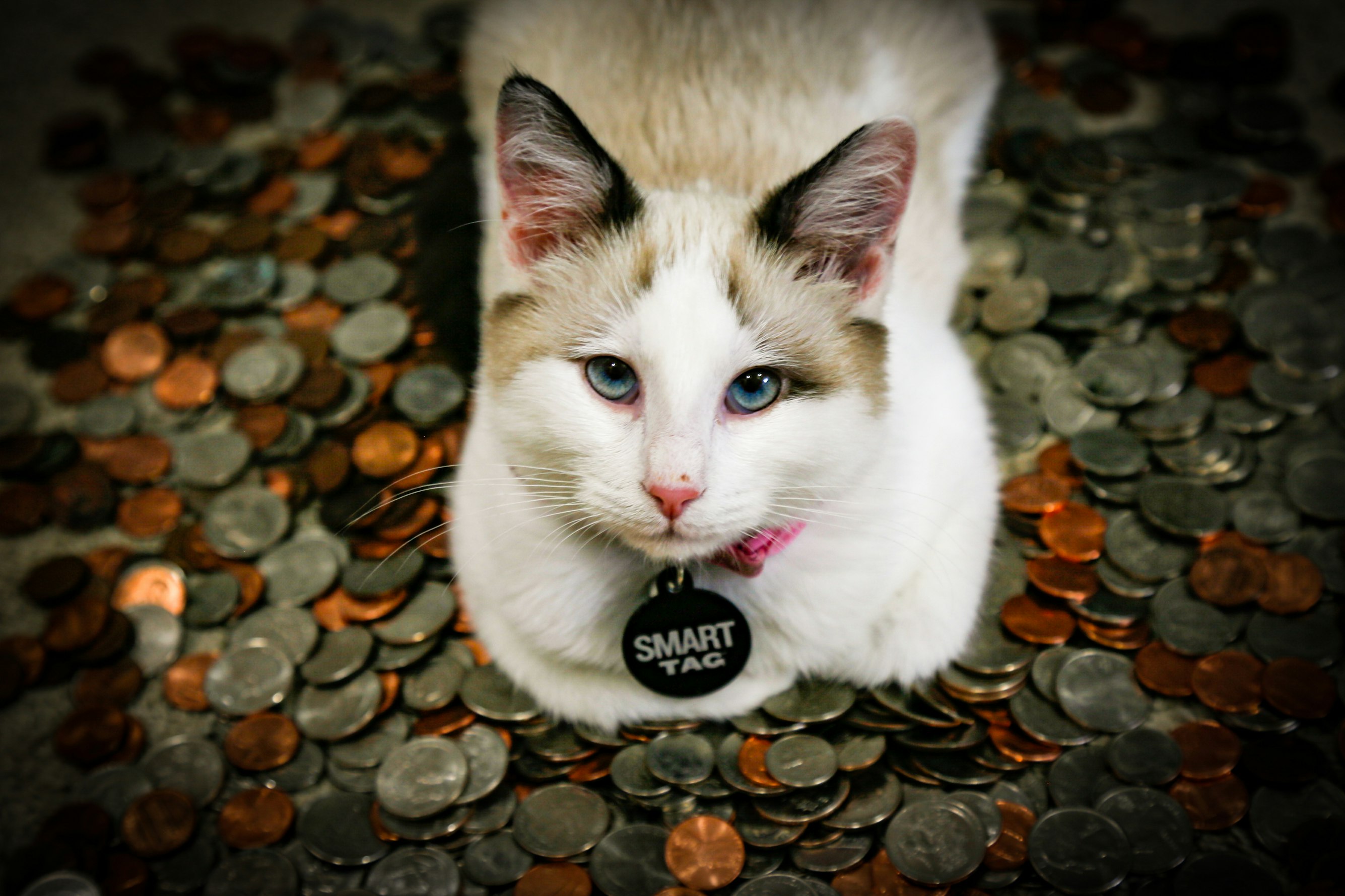 cat-coins