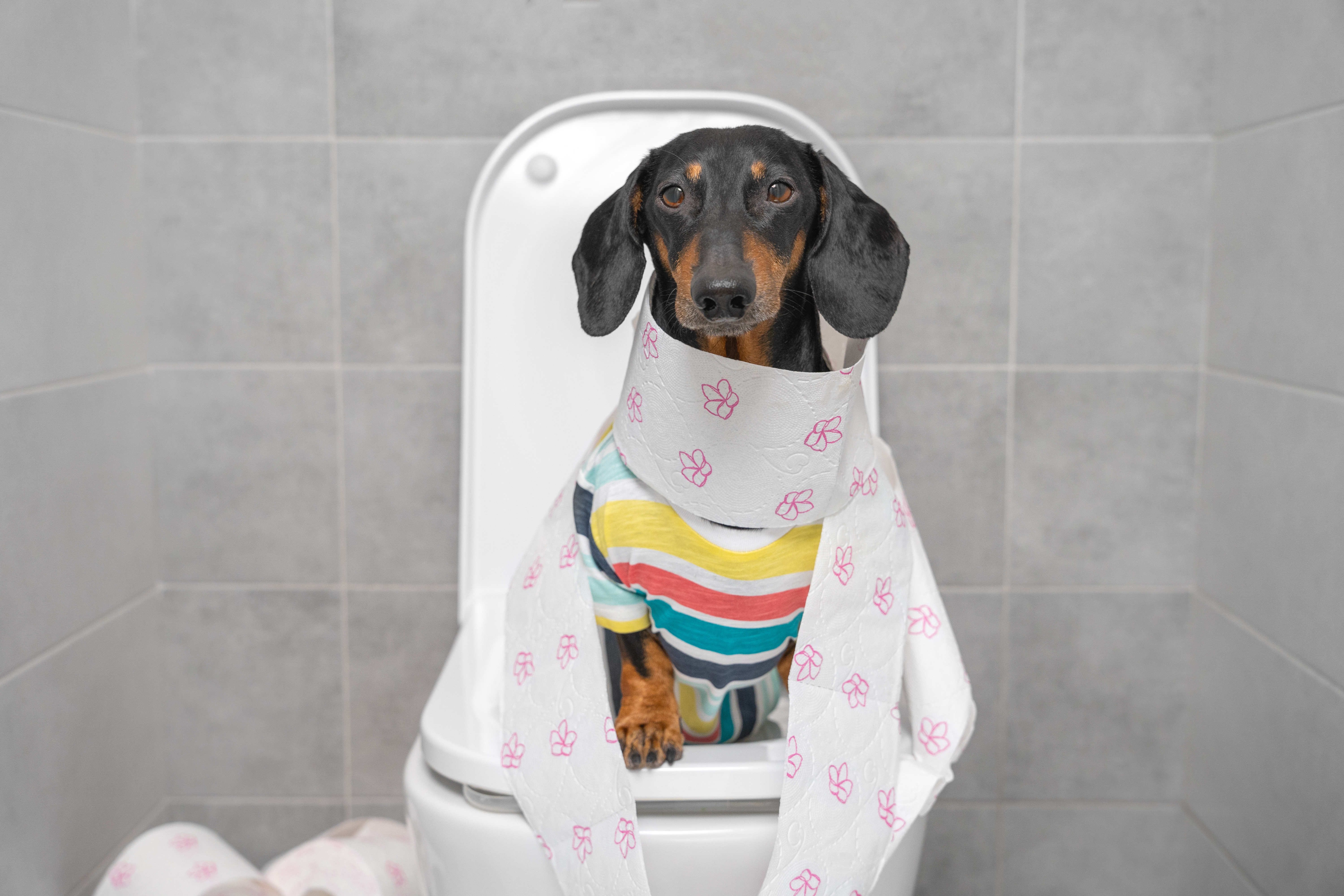 Chronic Diarrhea in Dogs