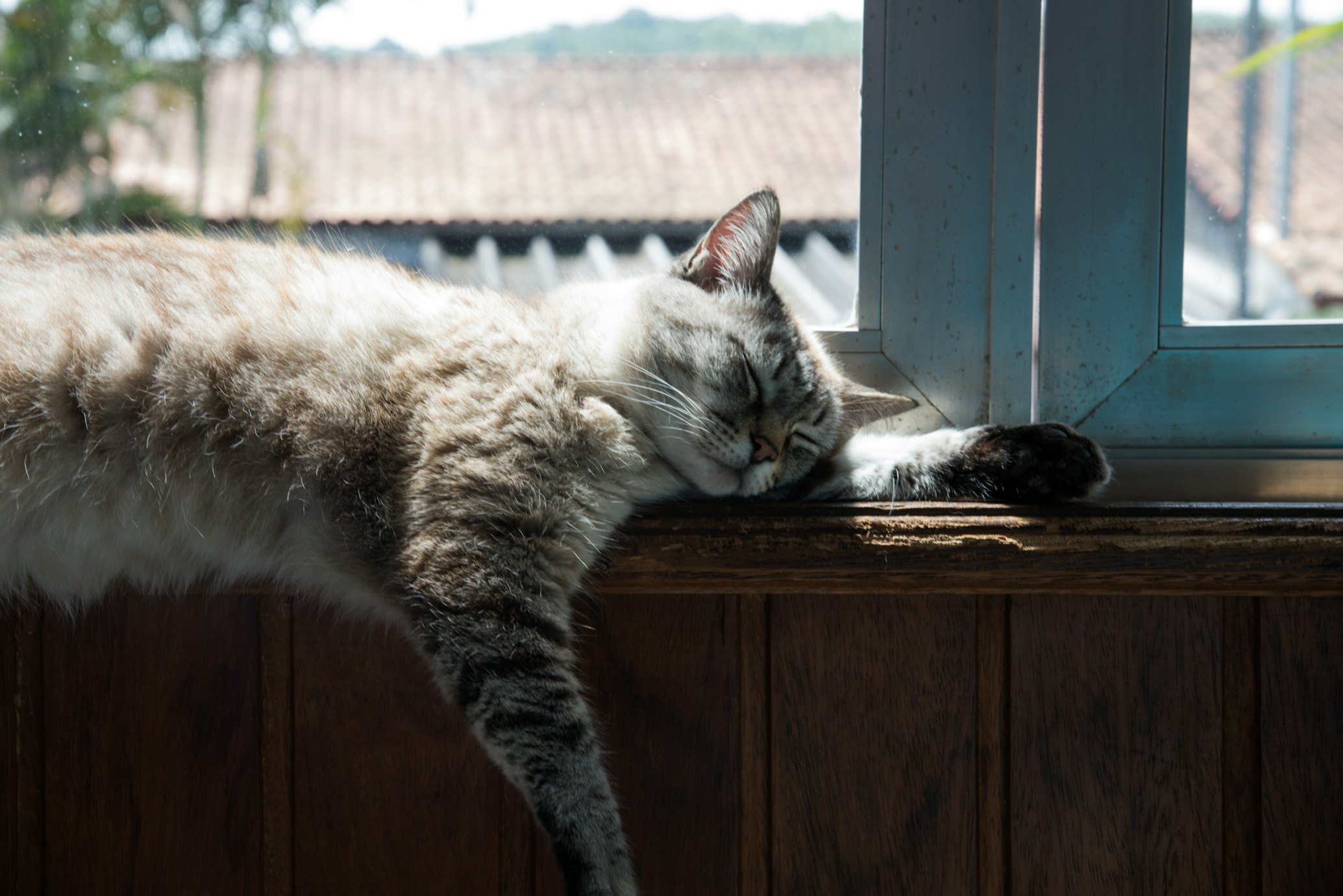 sleeping-gray-cat