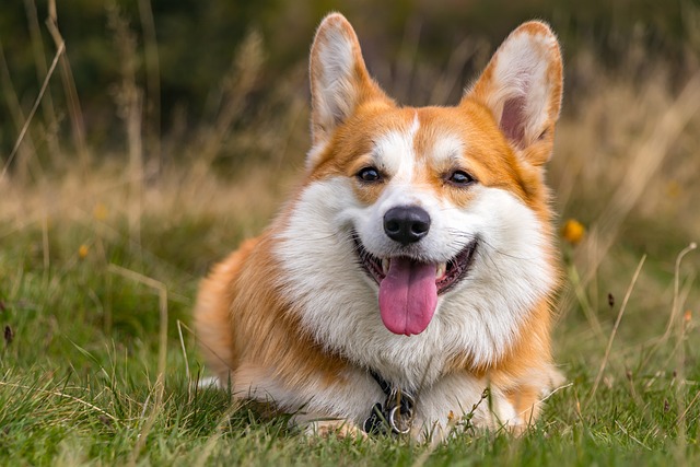 corgi