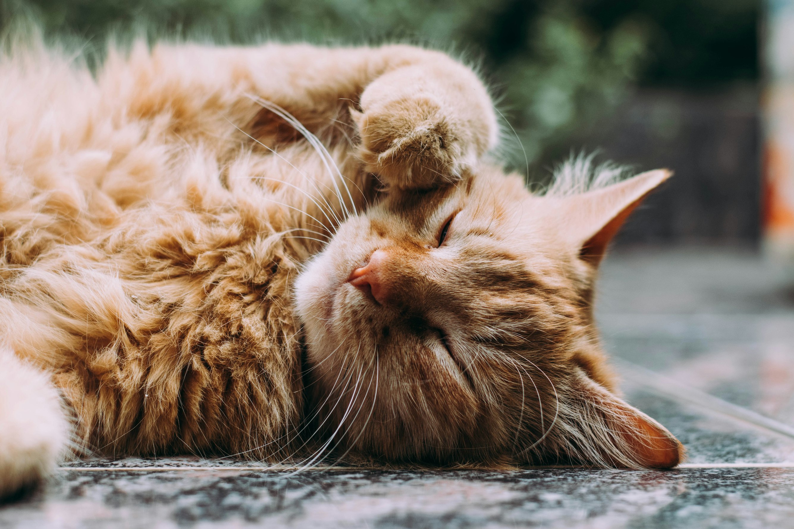 Healthiest Cat Breeds: A Guide to Low-Risk Feline Companions