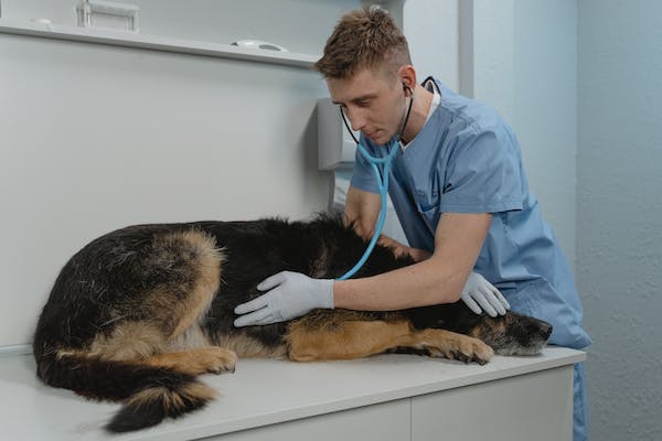 What Is the Cost of Chemotherapy for Dogs?