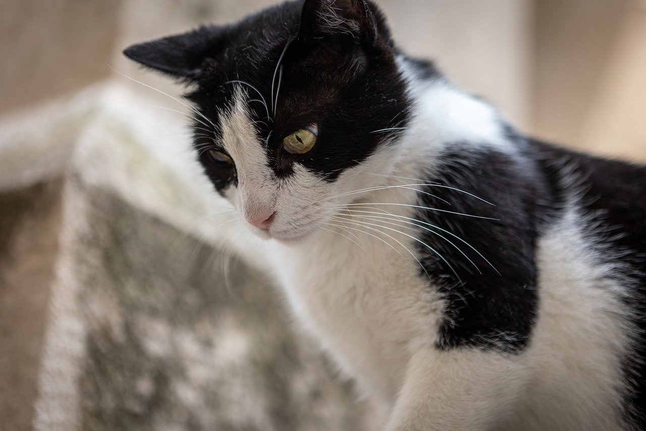 black-and-white-cat