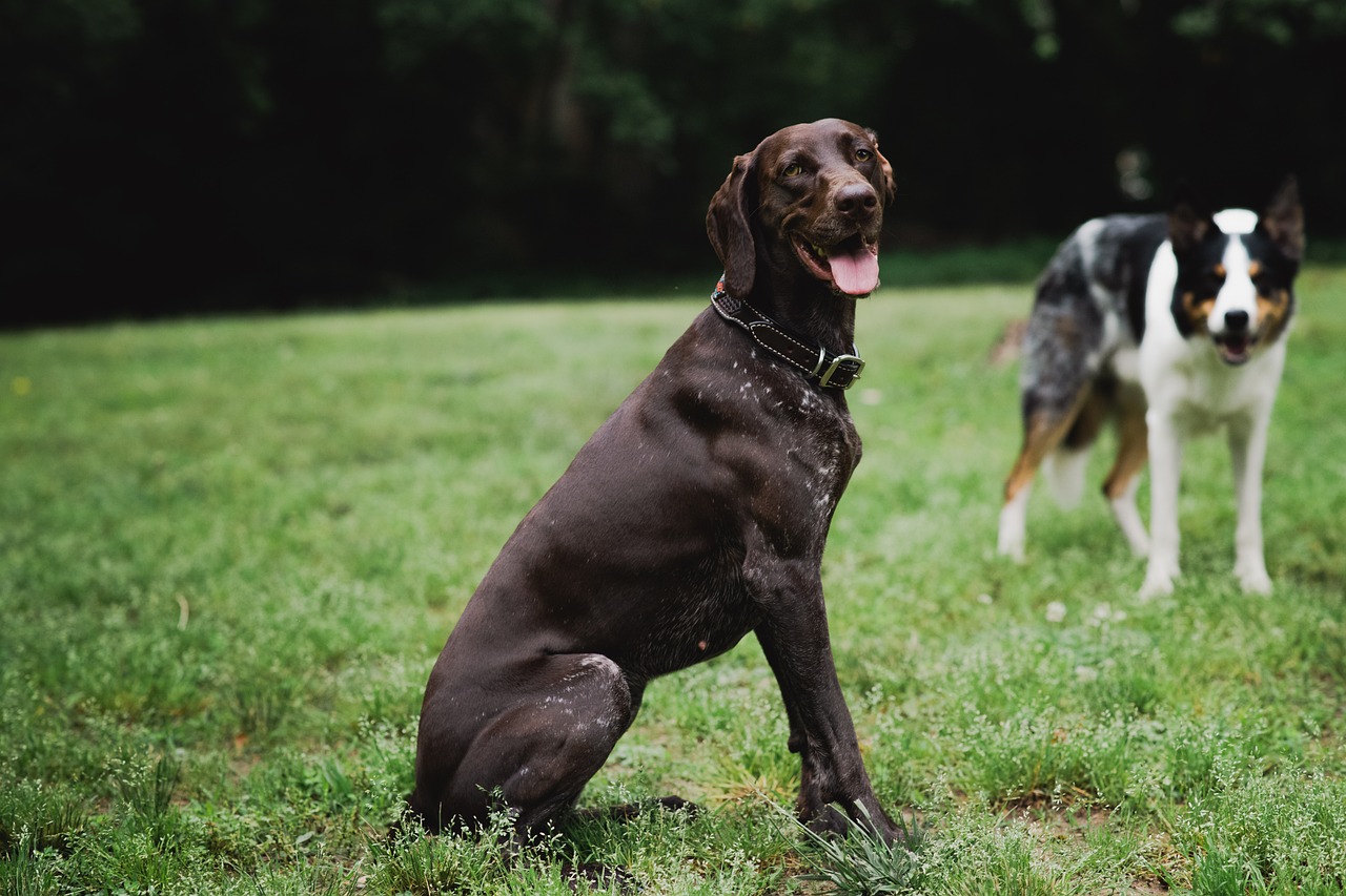 Understanding Your German Shorthaired Pointers's Growth A