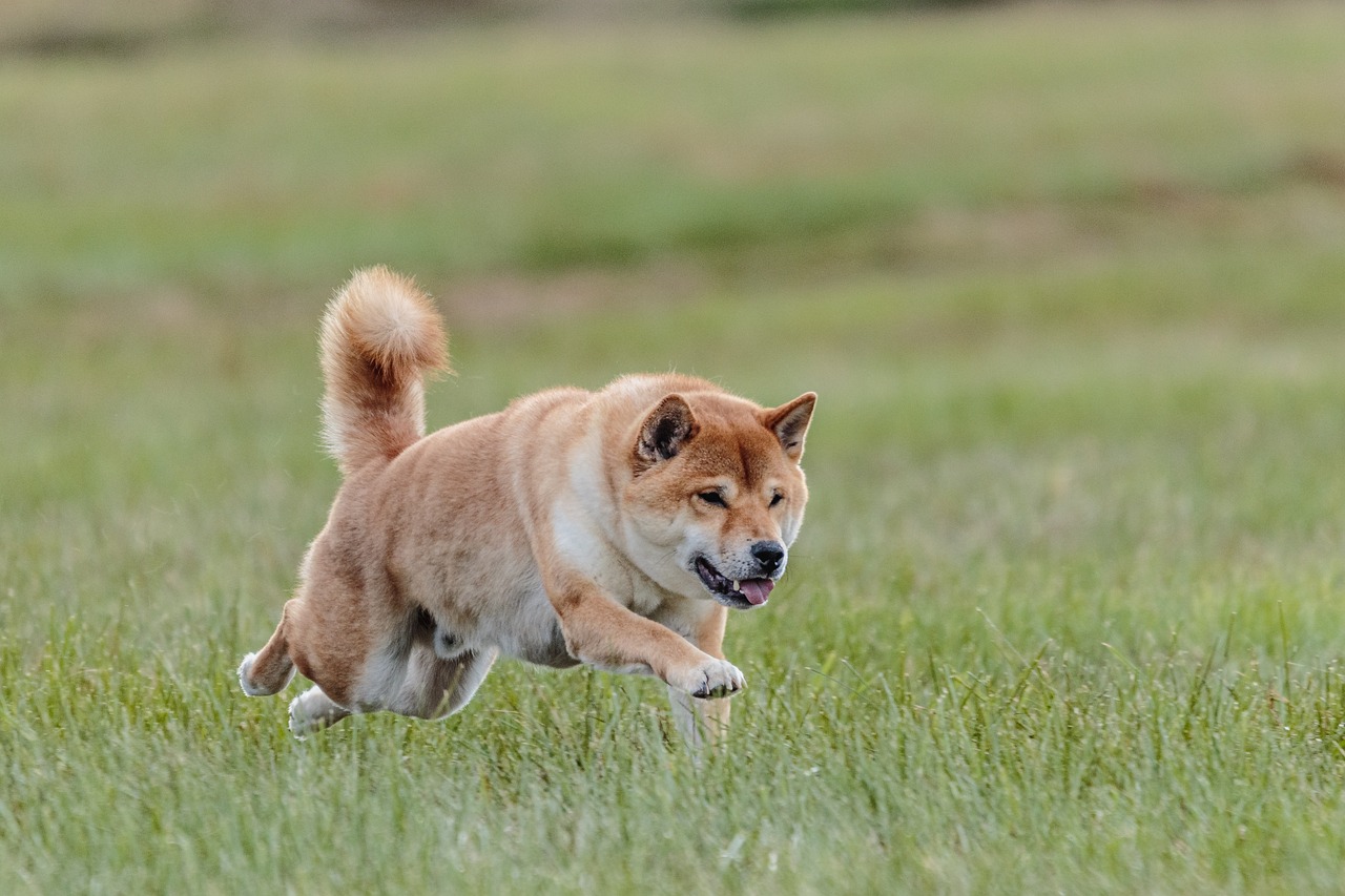 shiba-inu-running