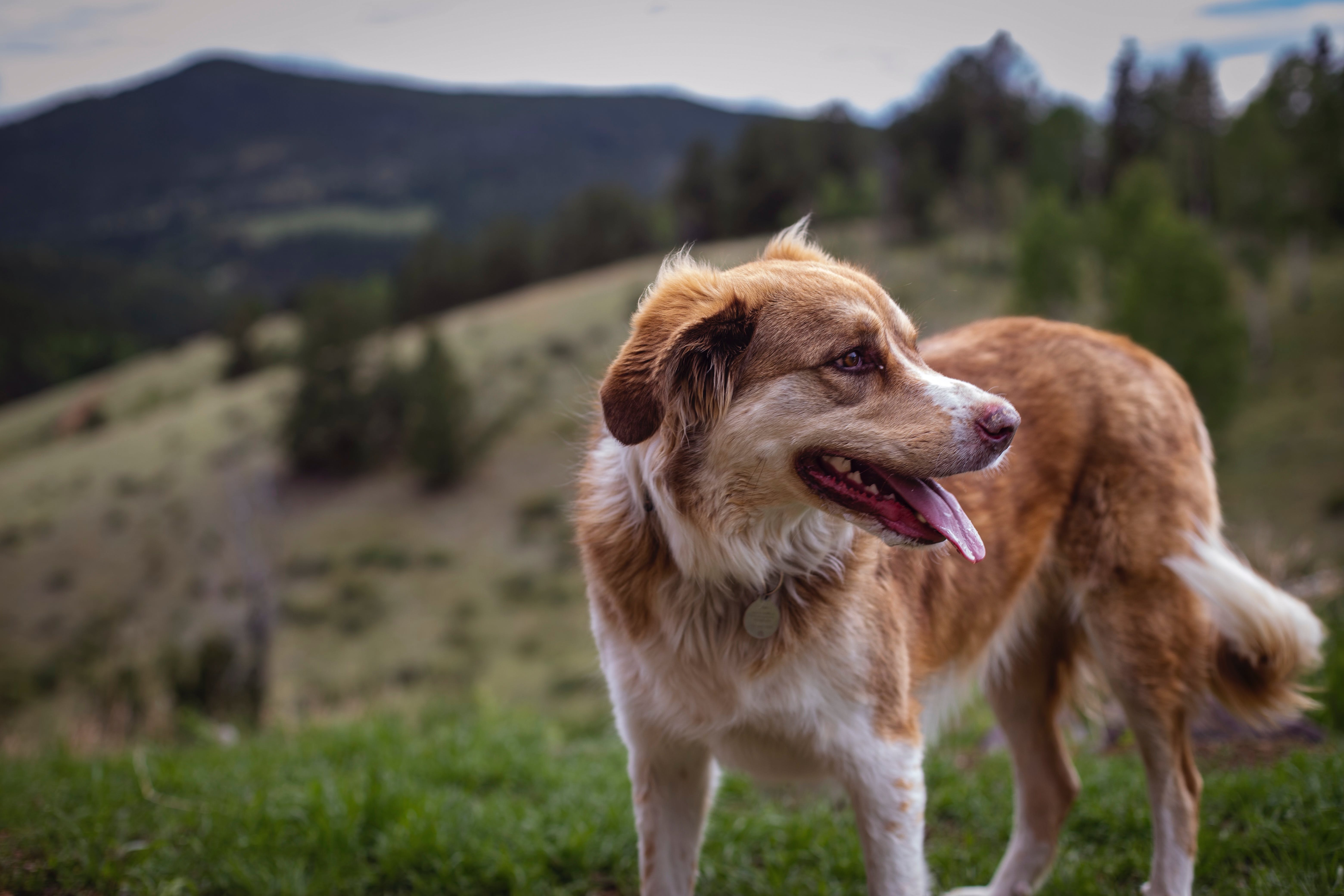 dog-outdoors