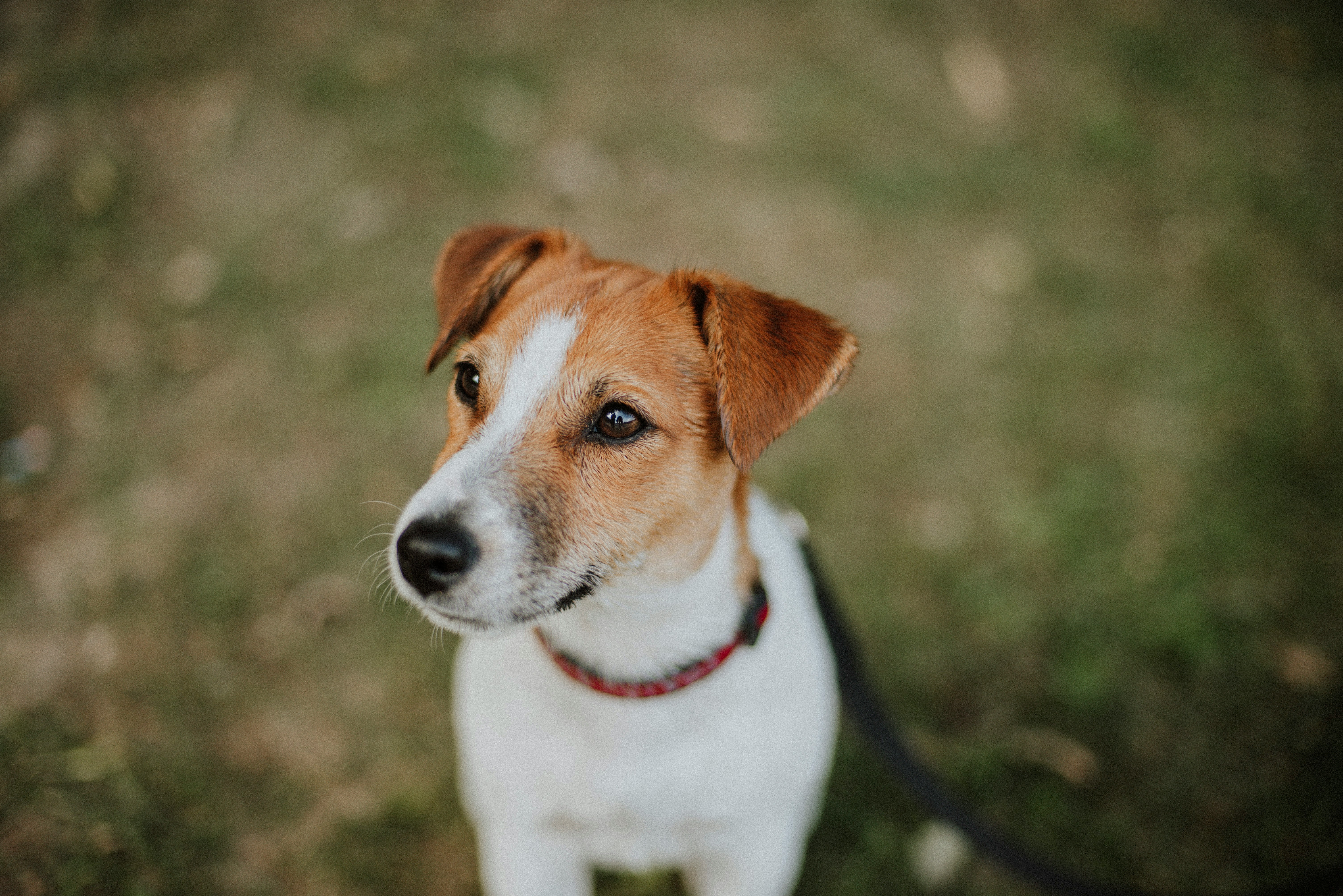 Breed-Specific Conditions and Pet Insurance for Jack Russell Terriers