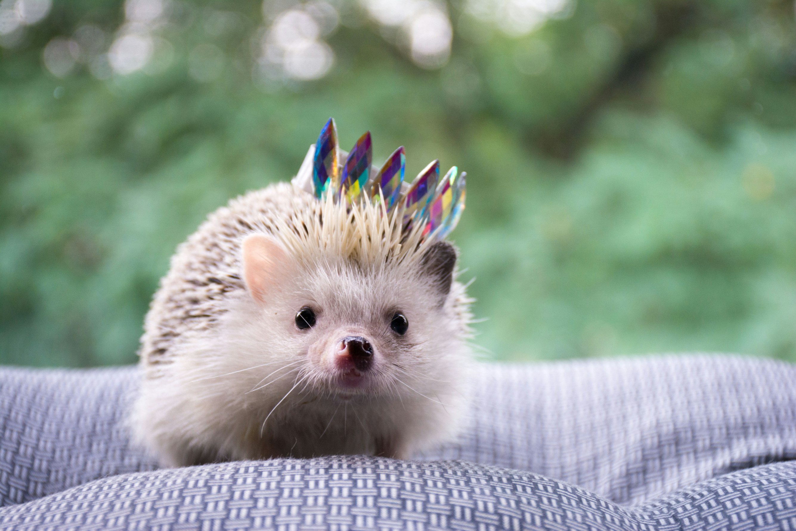 hedgehog-crown
