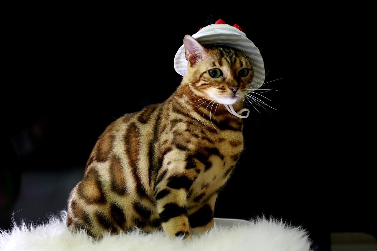 bengal-cat-hat