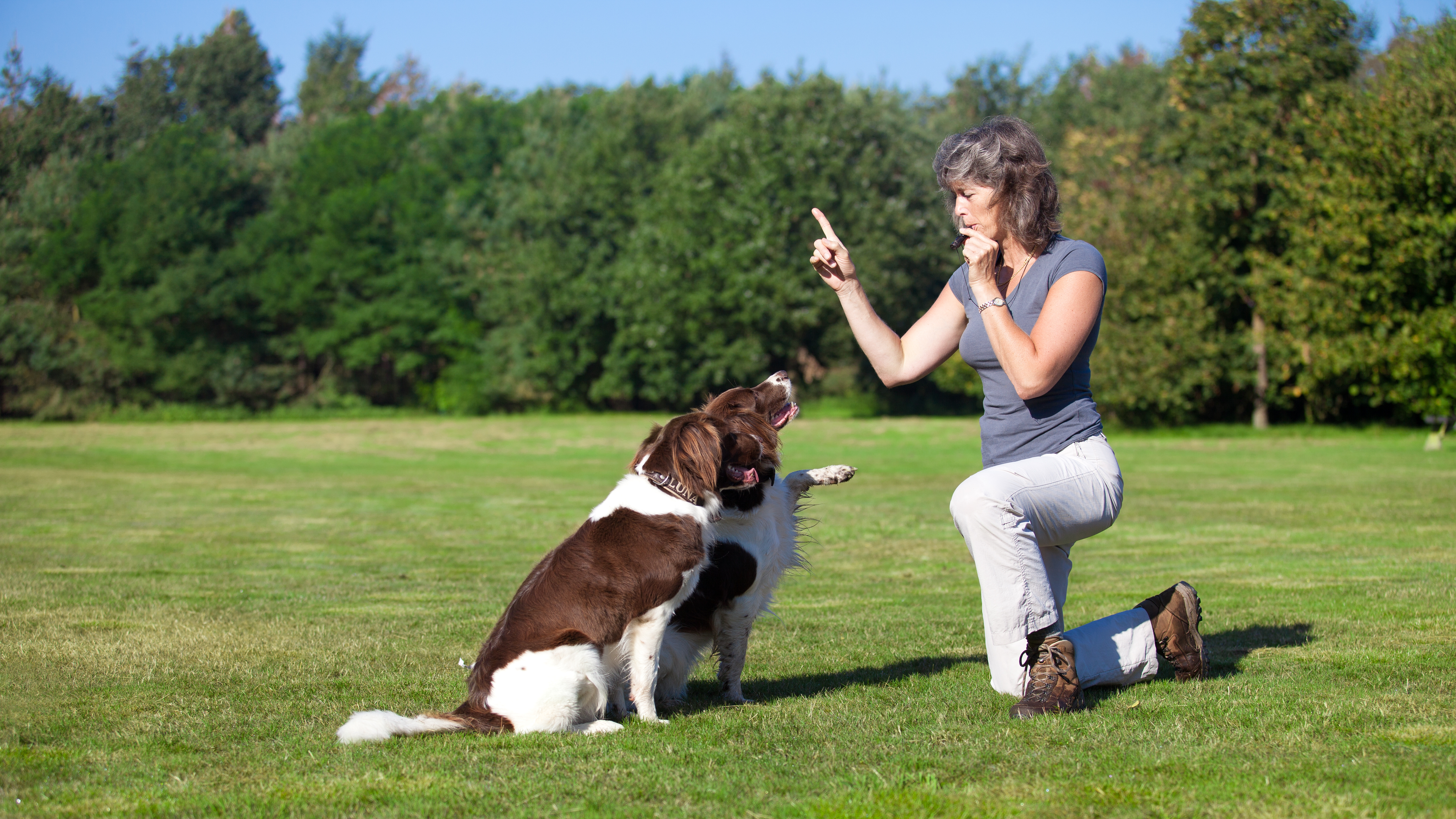 Types of Behavioral Therapy and Training for Pets