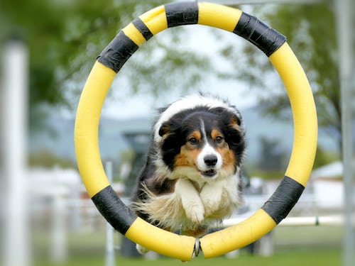 Exercise and Physical Therapy for Pets with Chronic Illnesses