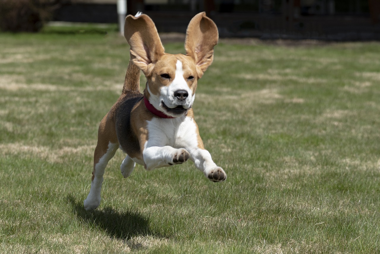 beagle-running