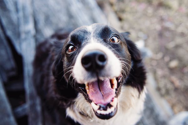 Dog Tooth Extractions: Costs, Care, & More