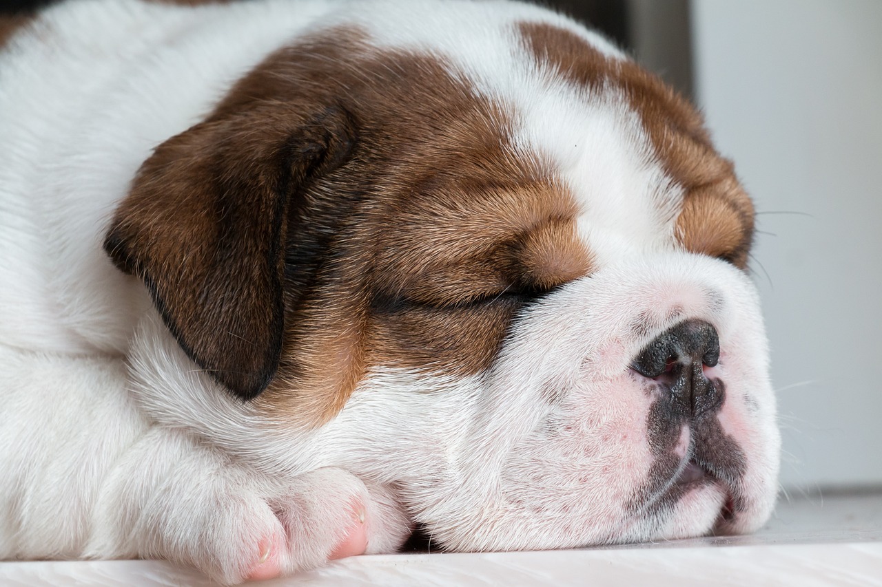 sleeping-bulldog-puppy