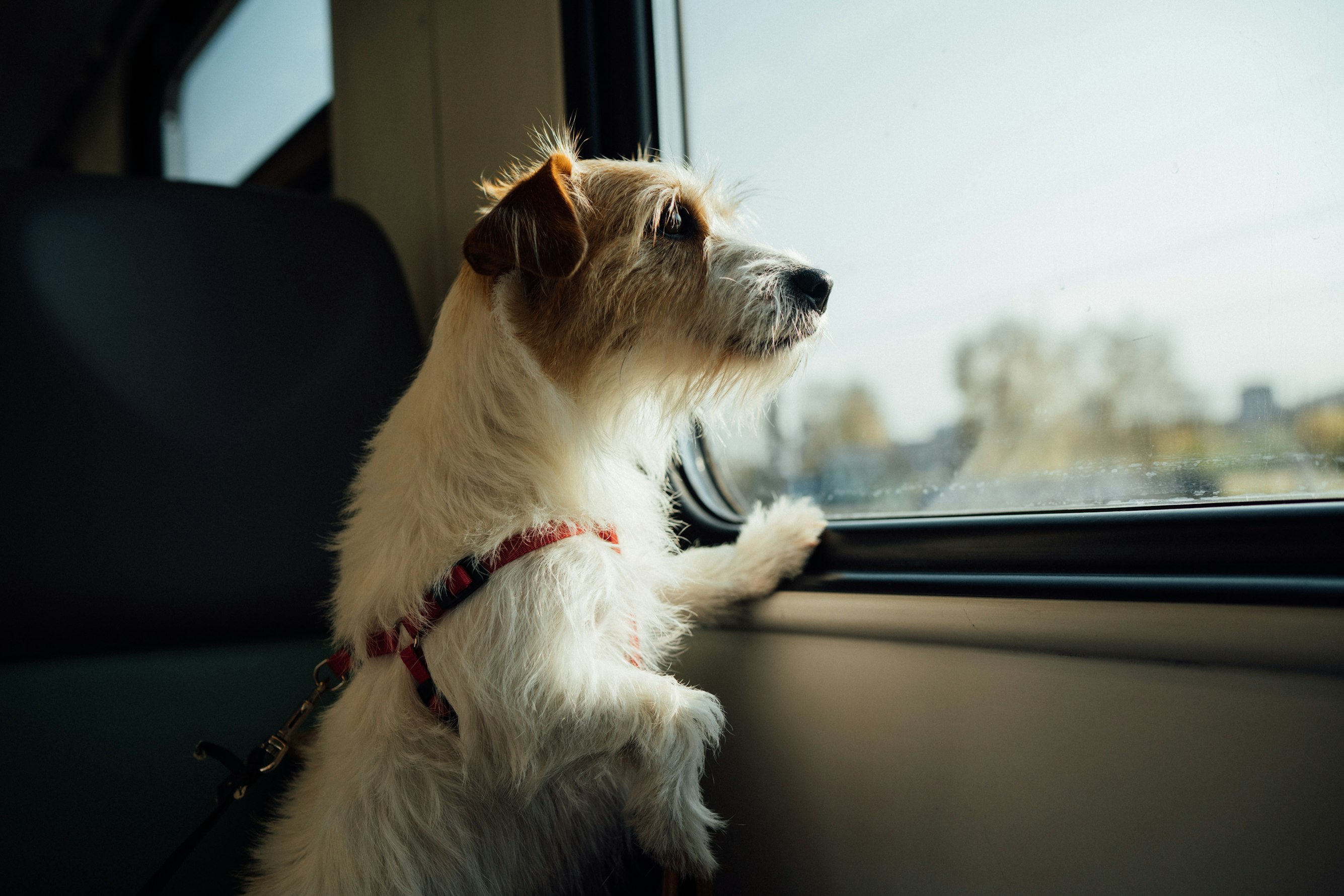 Travel Coverage for Pet Insurance