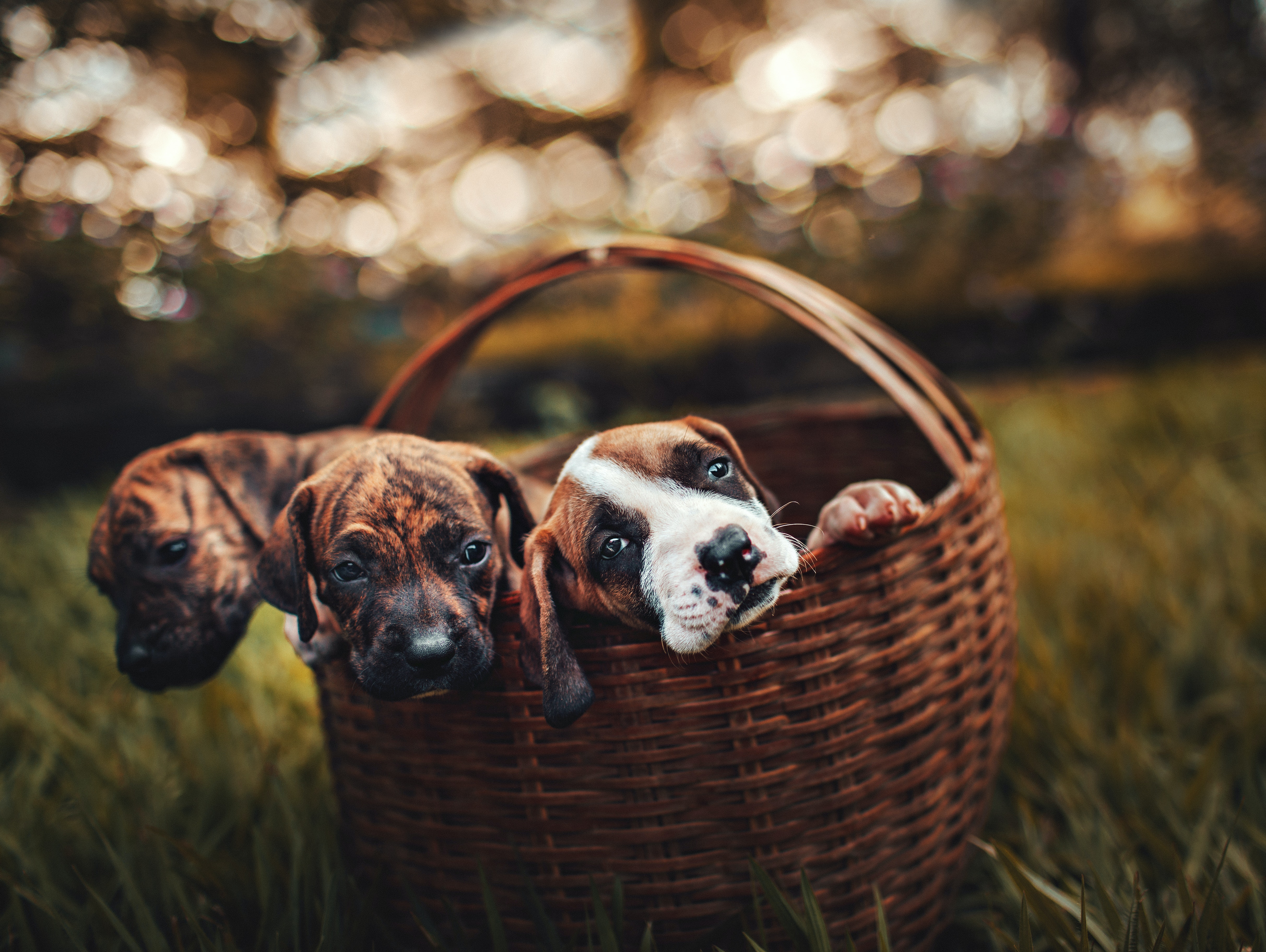 puppies-basket