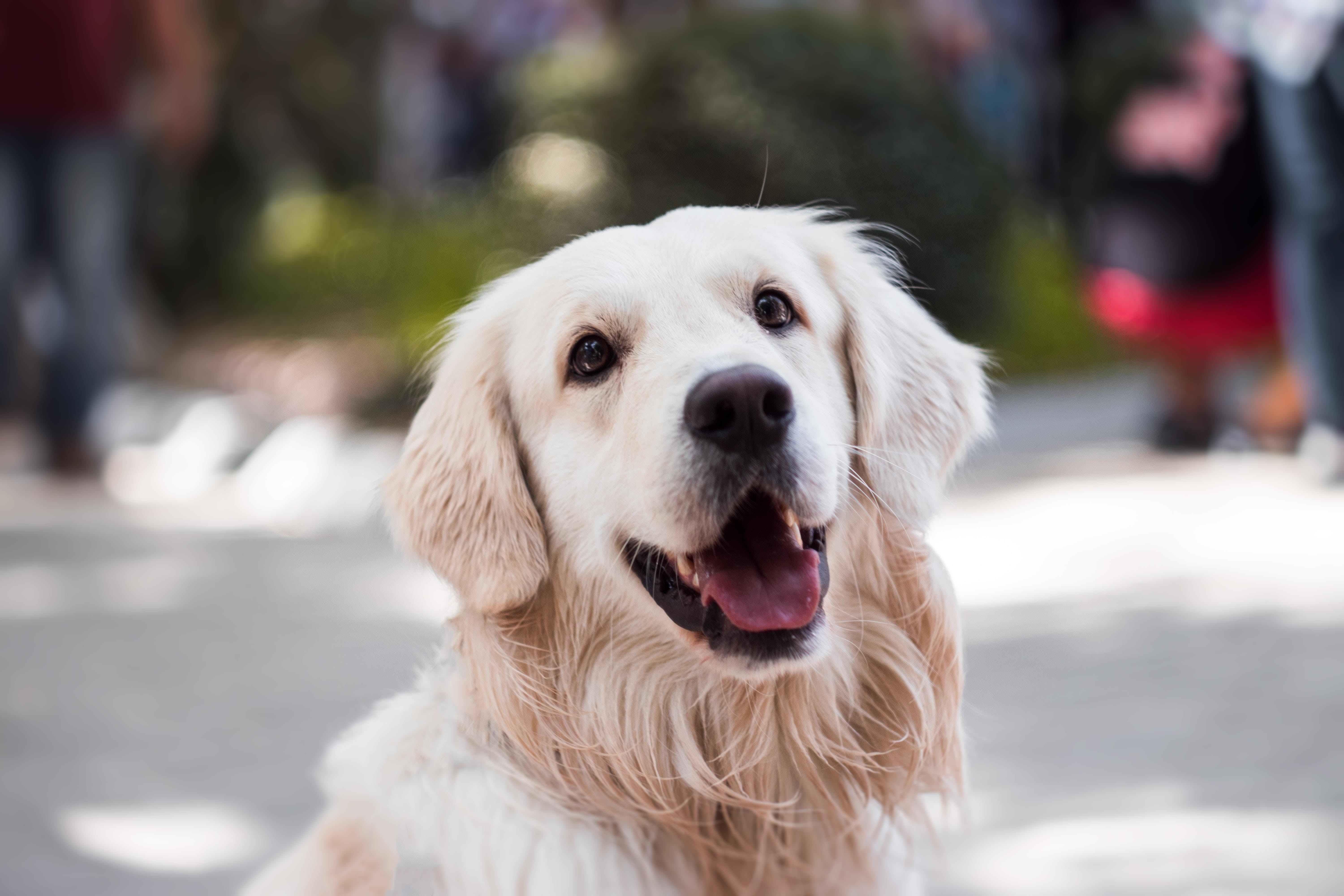 smiling-retriever