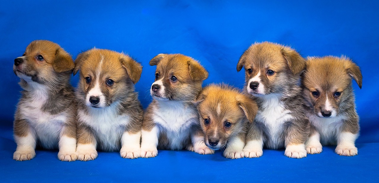 corgi-puppies