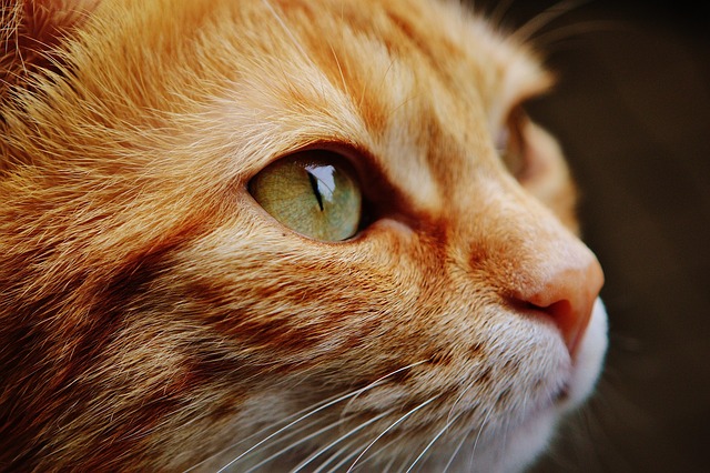 orange-cat