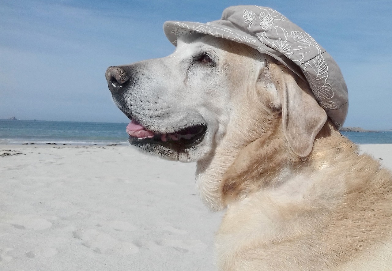 dog-hat-beach