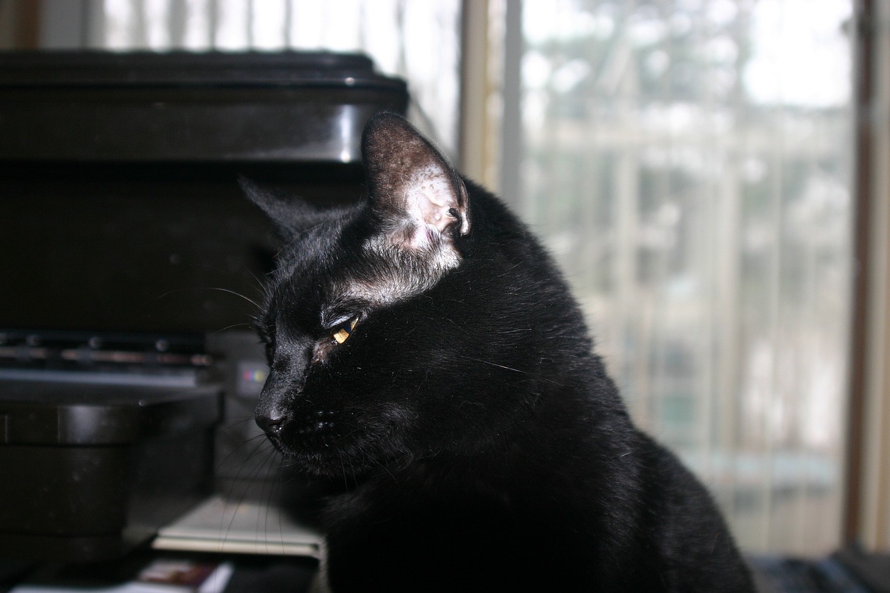 bombay-cat